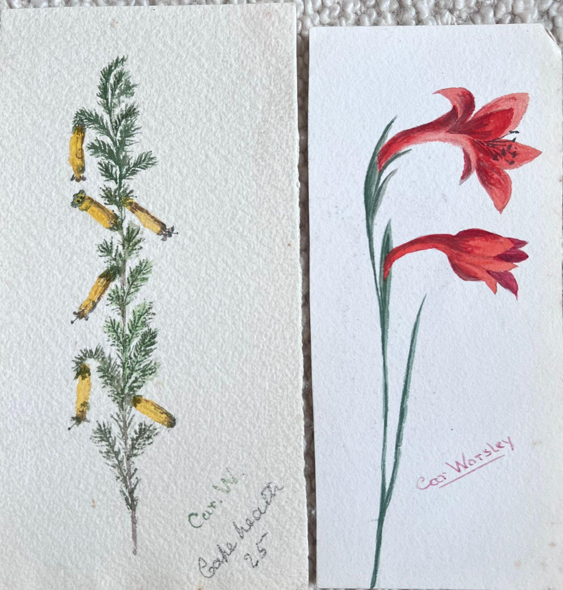 Set of Two Fine Antique British Botanical Paintings Yellow and Red Flower For Sale 2