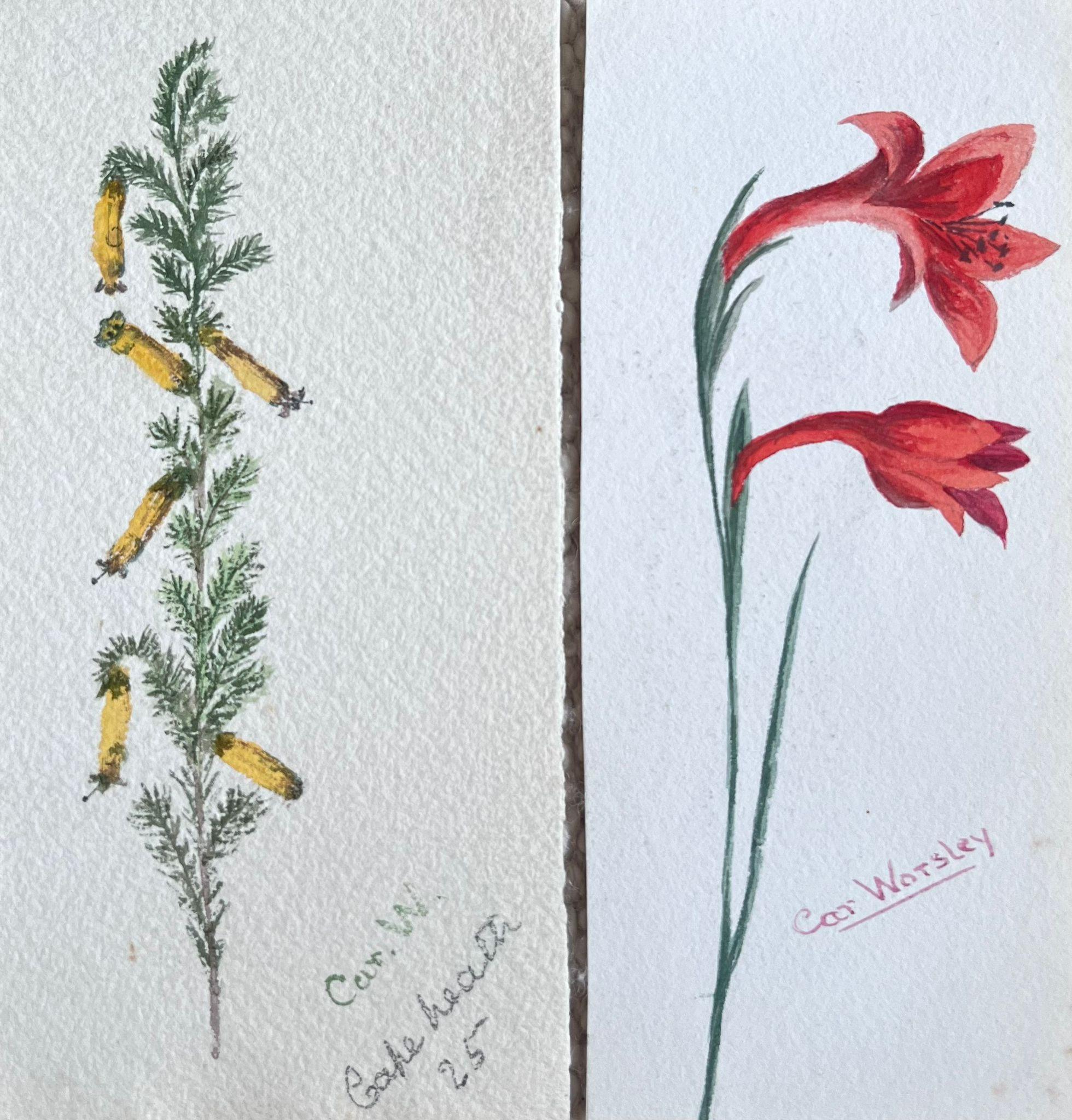 Still-Life Caroline Worsley - Ensemble de deux peintures botaniques britanniques anciennes représentant des fleurs jaunes et rouges