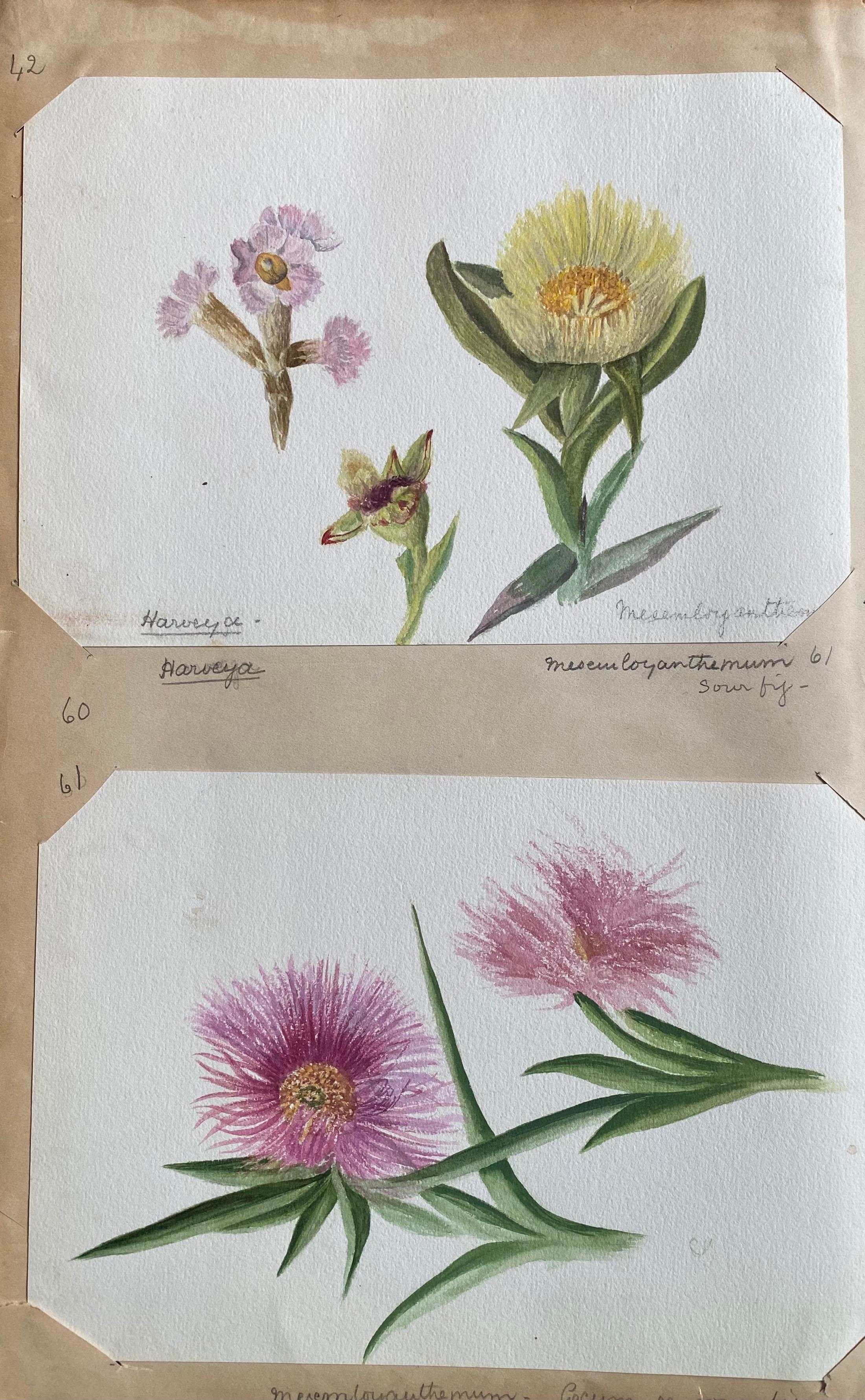 Ensemble de deux belles peintures à l'aquarelle botaniques britanniques anciennes, datant des années 1900 environ 