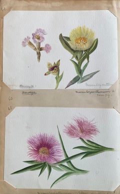 Set Of Two Fine Antique British Botannical Watercolour Painting, circa 1900's 