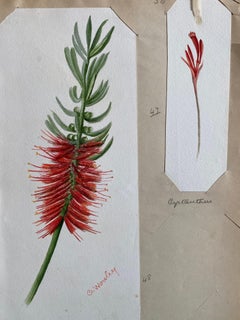 Set Of Two Fine Antique British Botannical Watercolour Paintings, circa 1900's