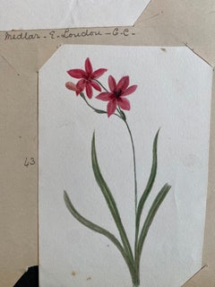 Set Of Two Fine Antique British Botannical Watercolour Paintings, circa 1900's