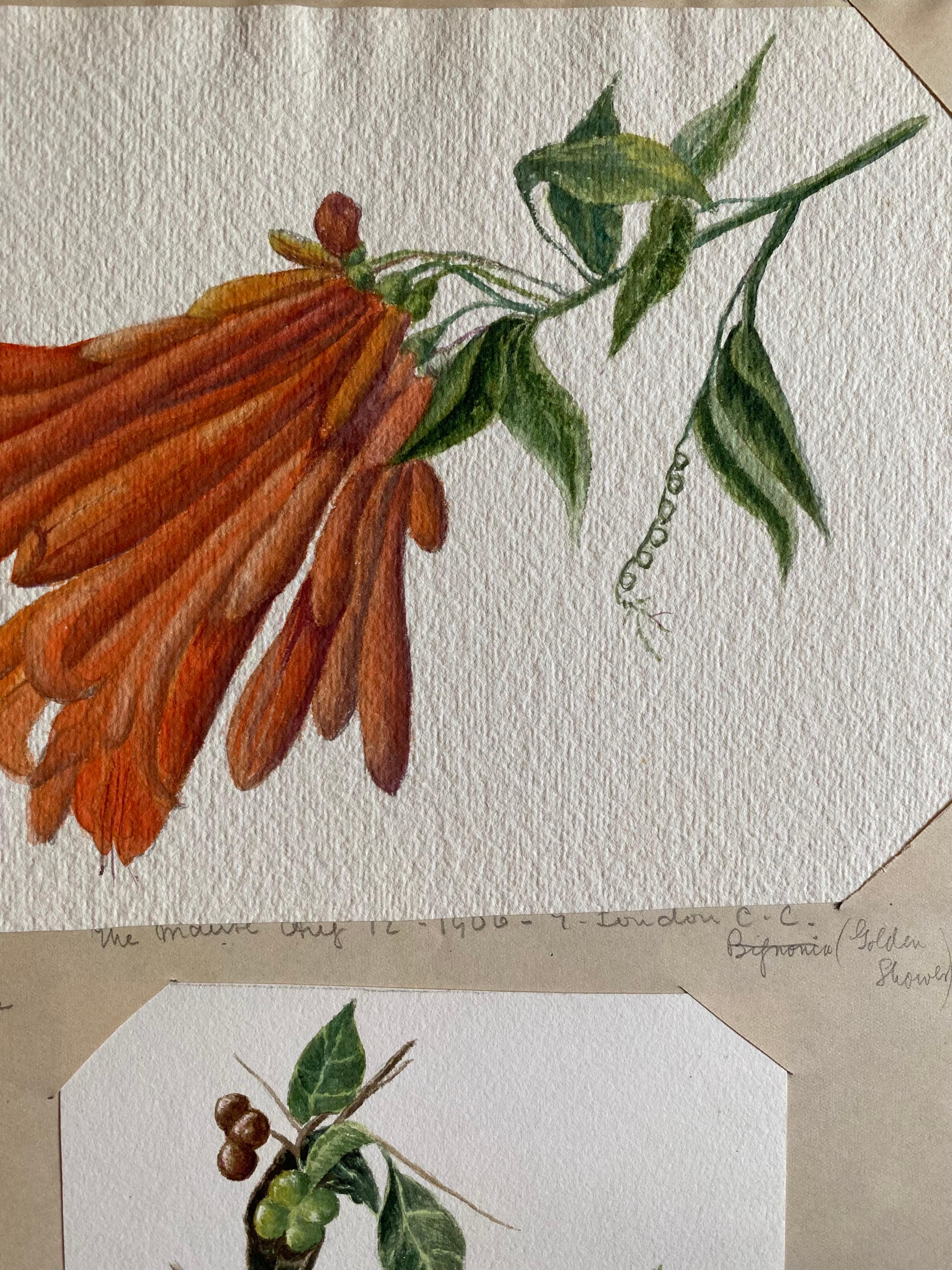 Set von zwei feinen antiken britischen Botanischen Aquarellgemälden, um 1900 (Viktorianisch), Painting, von Caroline Worsley