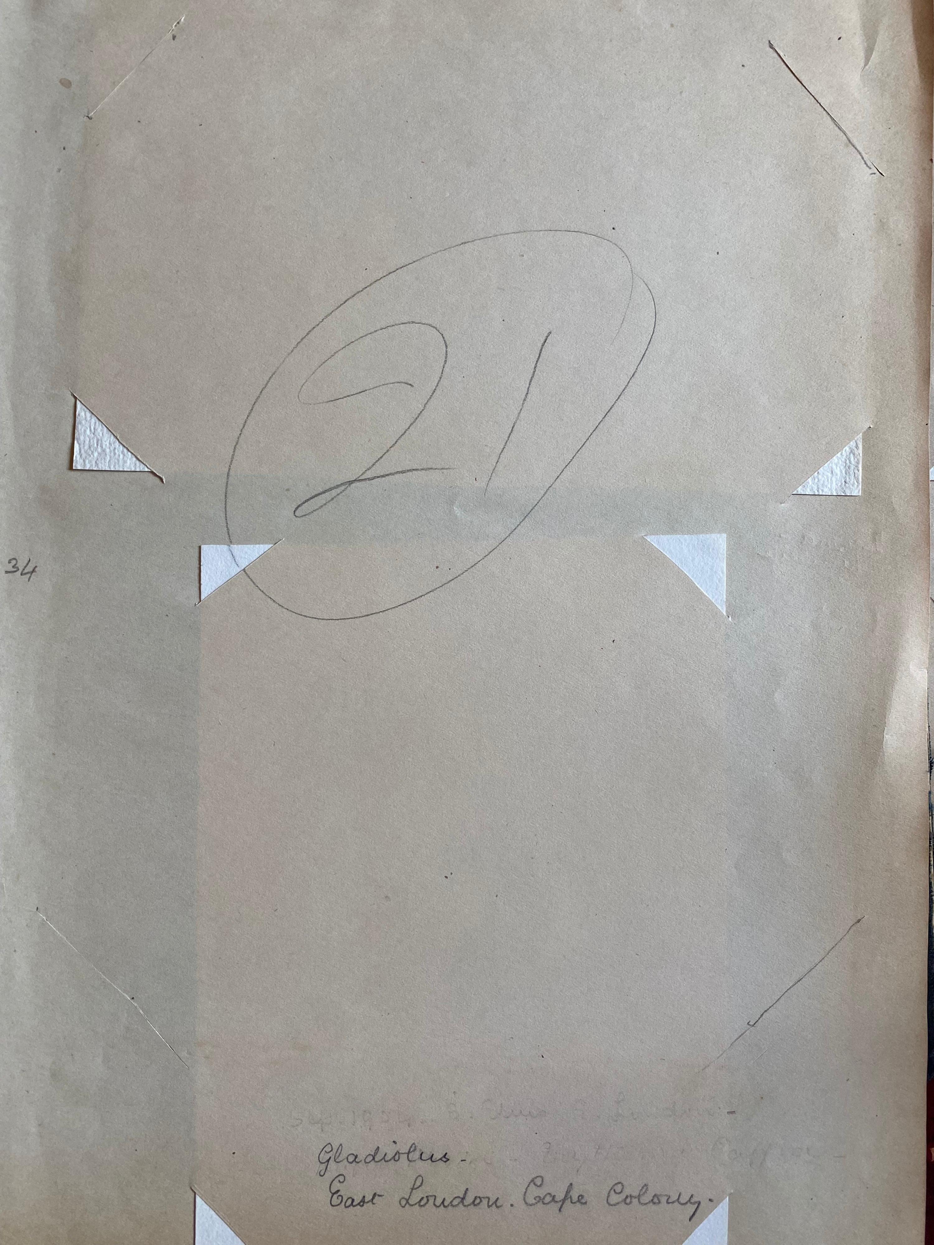 Zwei sehr schöne originale englische botanische Aquarelle, die diese schöne Darstellung einer Blume/Pflanze zeigen. Das Werk stammt aus einer Privatsammlung in Surrey, England, und war Teil eines Albums mit Werken, die der Künstler in den frühen