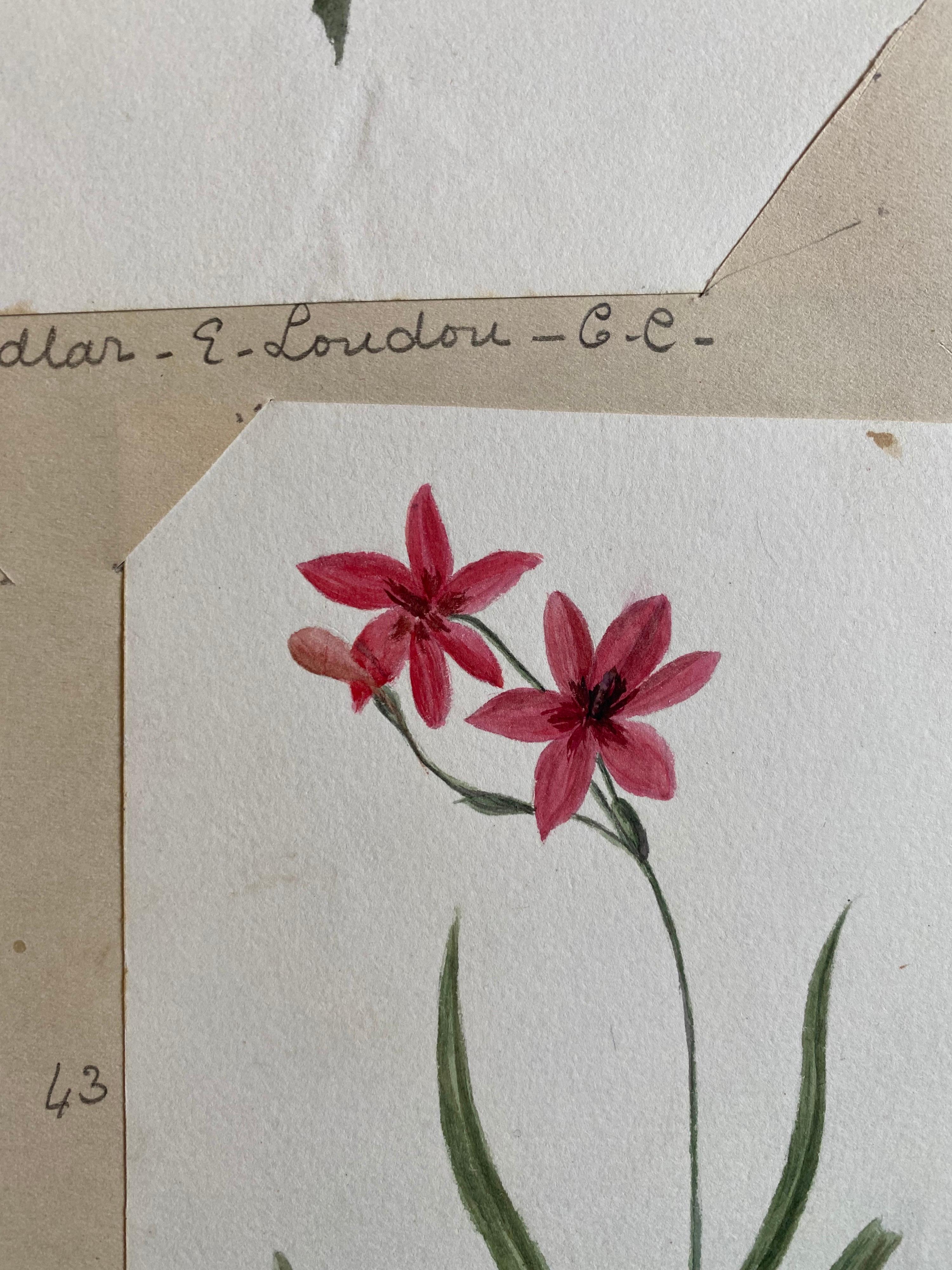Deux très belles aquarelles botaniques anglaises anciennes représentant cette belle représentation d'une fleur/plante. L'œuvre nous est parvenue d'une collection privée du Surrey, en Angleterre, et faisait partie d'un album d'œuvres rassemblées par