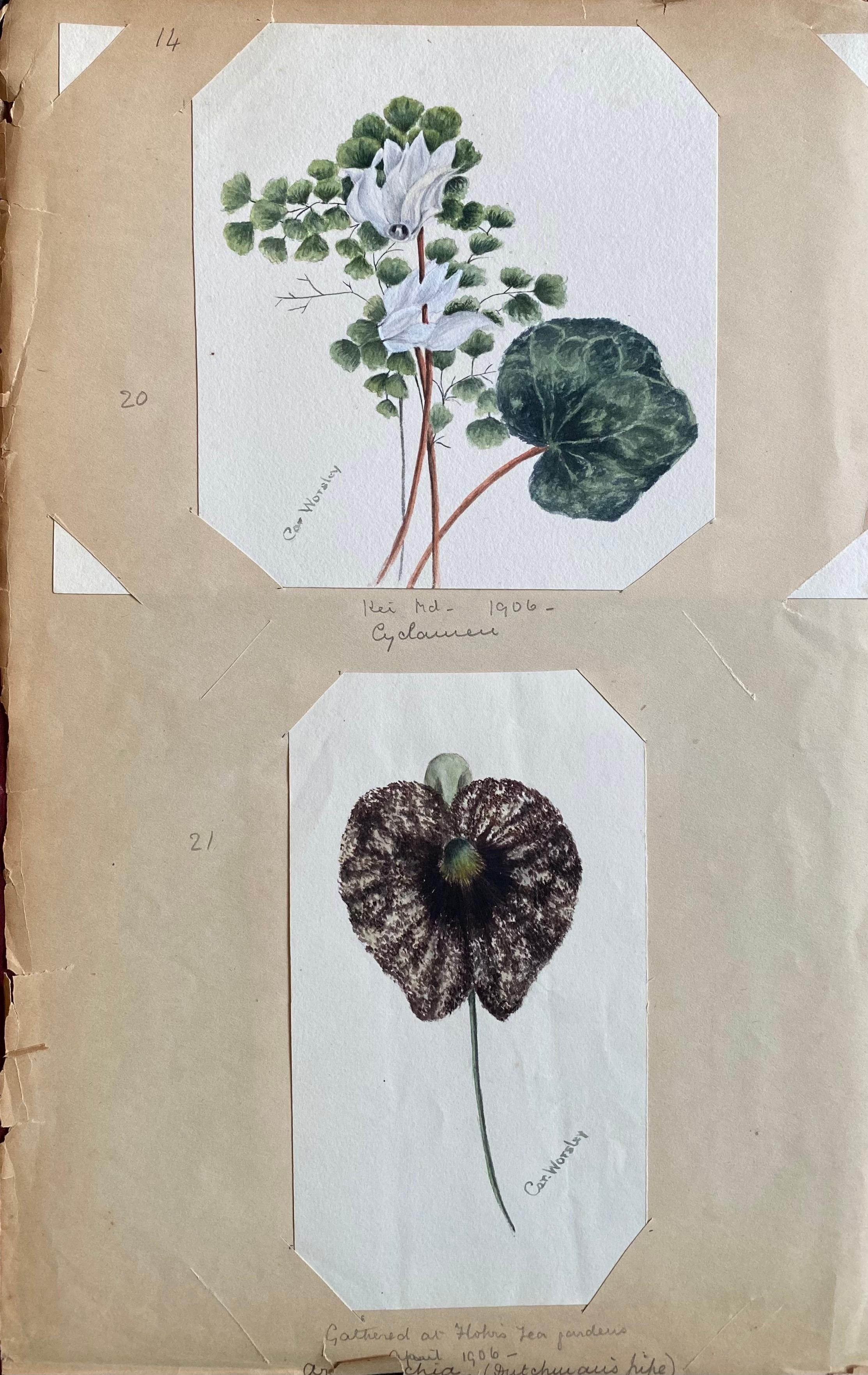 Ensemble de deux belles peintures à l'aquarelle botaniques britanniques anciennes, datant des années 1900 environ en vente 2