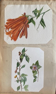 Set Of Two Fine Antique British Botannical Watercolour Paintings, circa 1900's 