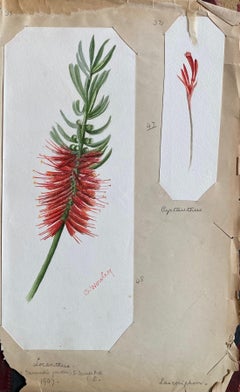 Set von zwei feinen antiken britischen Botanischen Aquarellgemälden, um 1900 