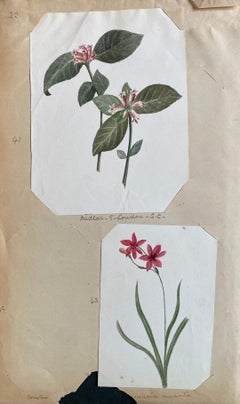 Ensemble de deux belles peintures à l'aquarelle botaniques britanniques anciennes, datant des années 1900 environ