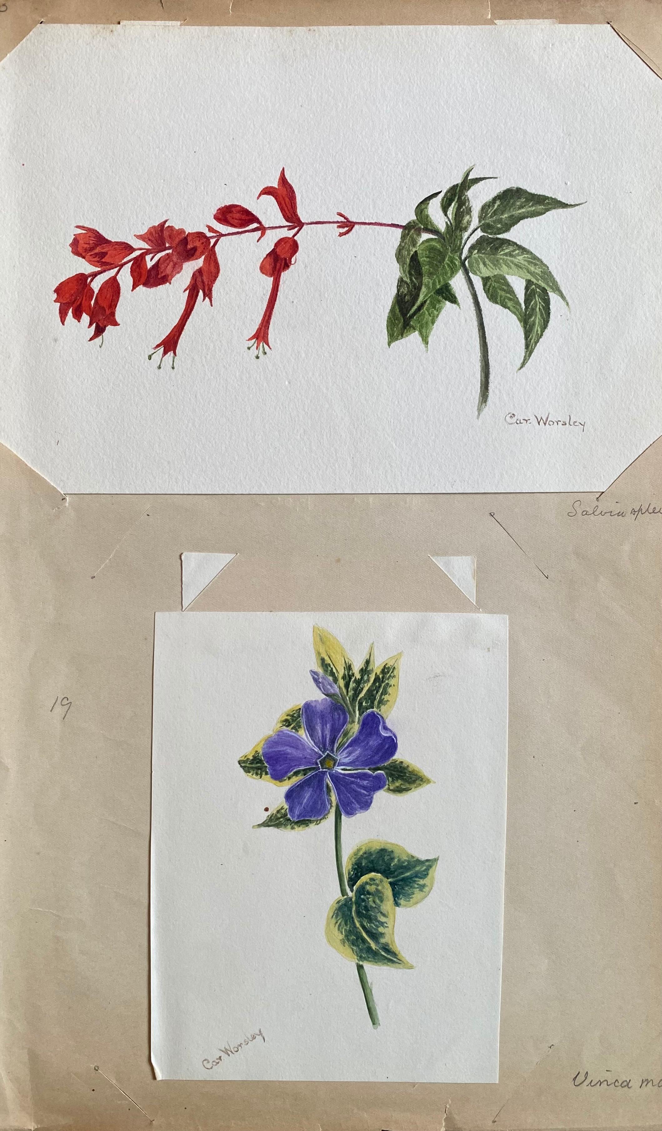 Caroline Worsley Still-Life Painting – Set von zwei feinen antiken britischen Botanischen Aquarellgemälden, um 1900 