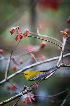 "Blauflügel-Waldsänger"