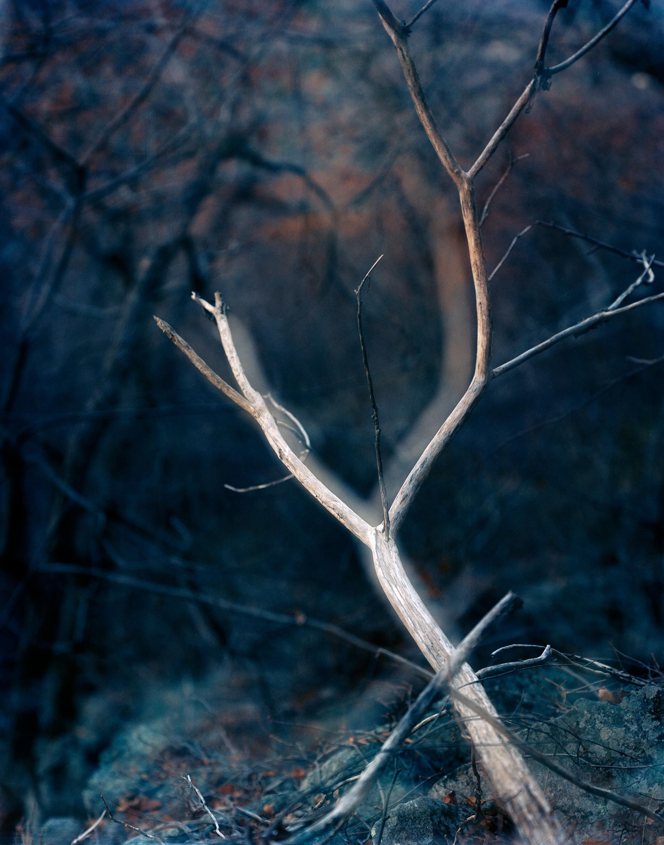 Carolyn Monastra Landscape Photograph - lovely, dark and deep #6