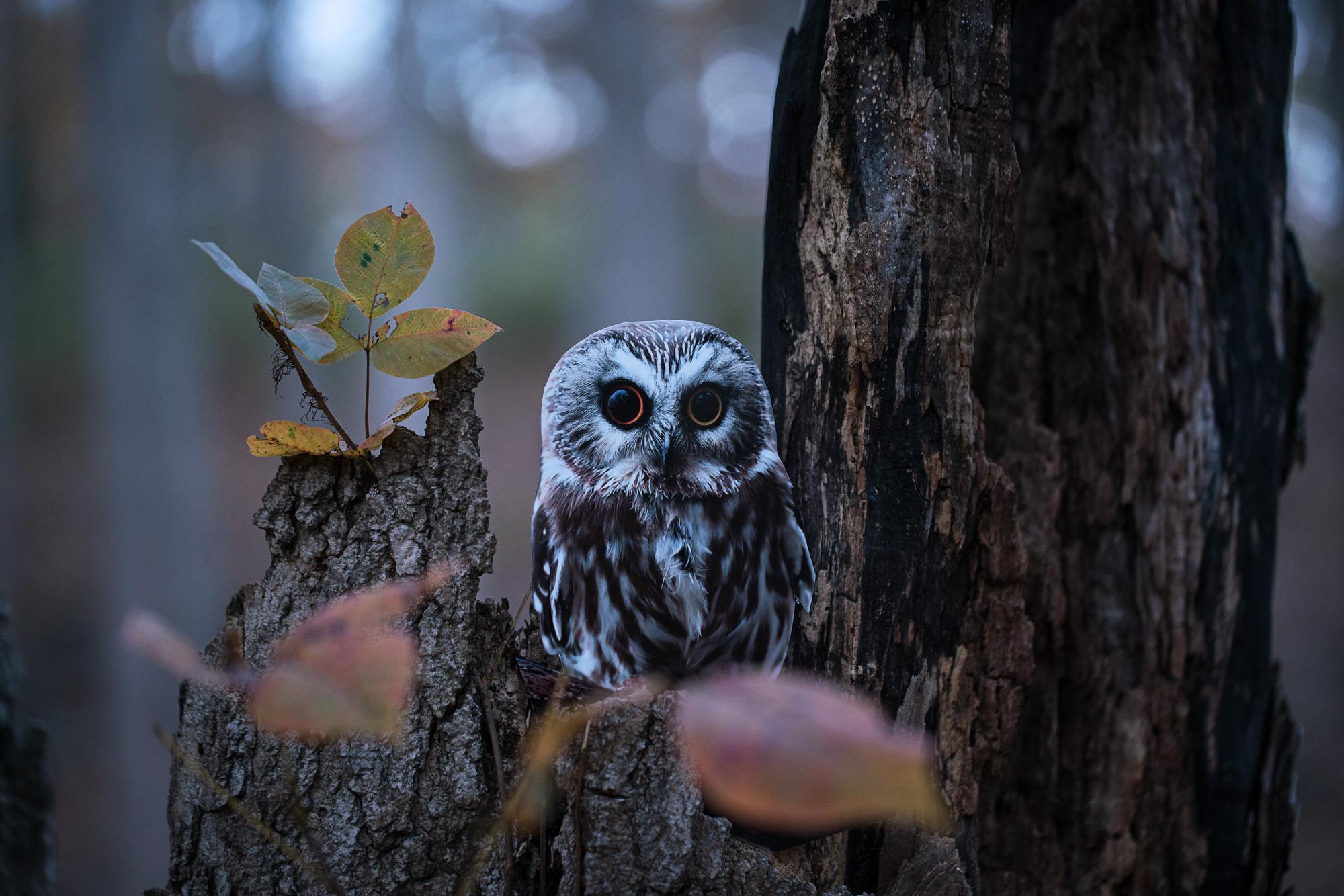 Carolyn Monastra Landscape Photograph - "Northern Saw-whet Owl"
