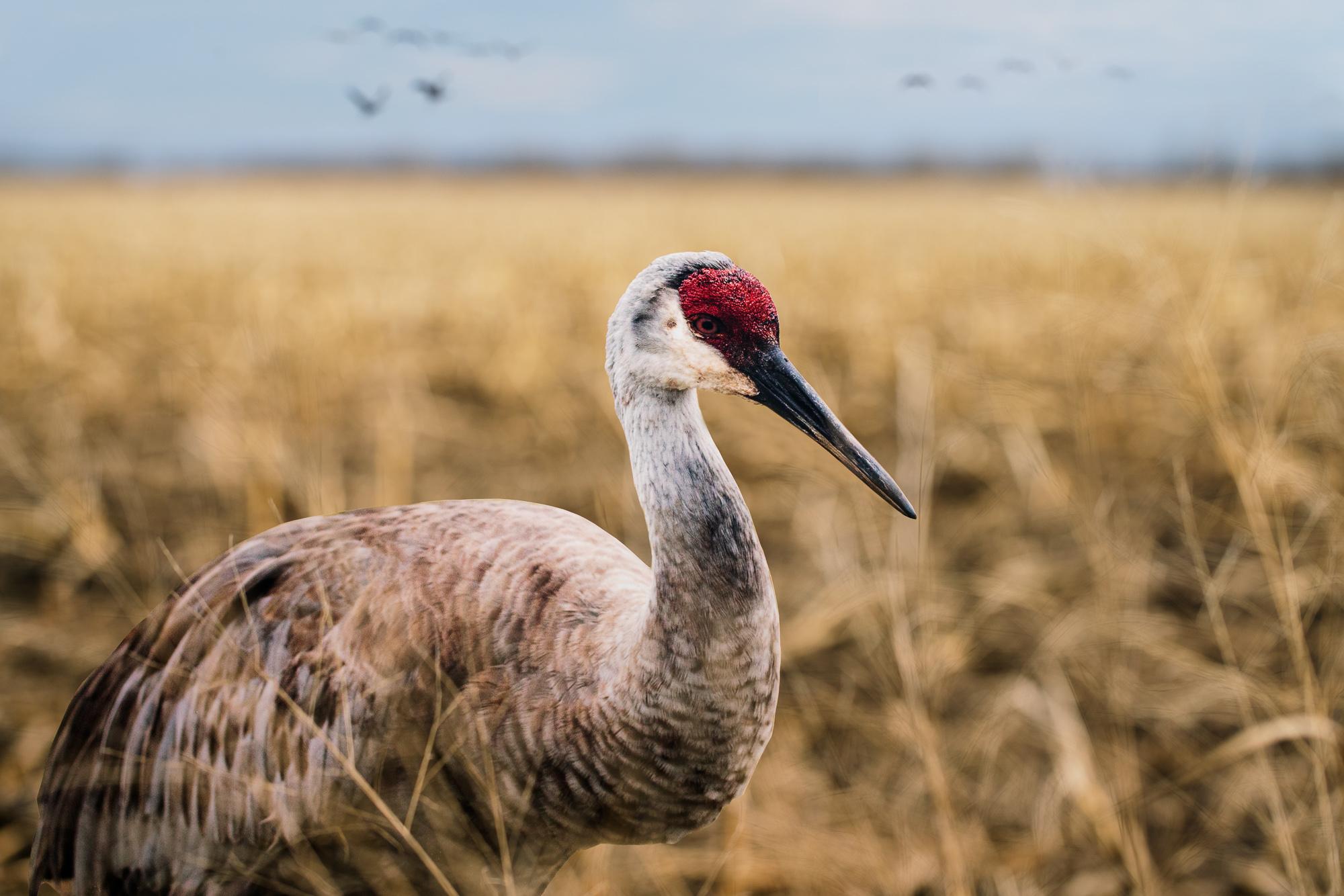 Carolyn Monastra Color Photograph - "Sandhill Crane"