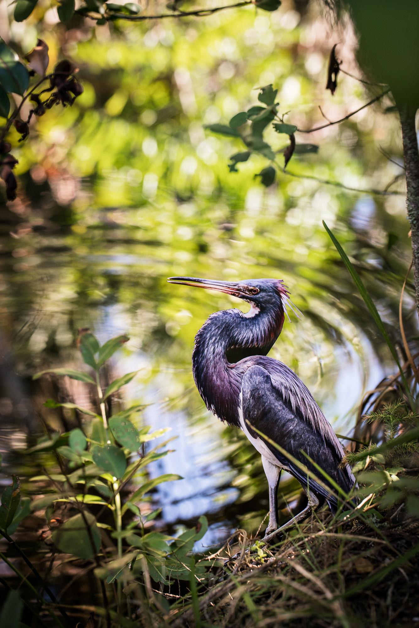 Carolyn Monastra Landscape Photograph - "Tri-colored Heron"