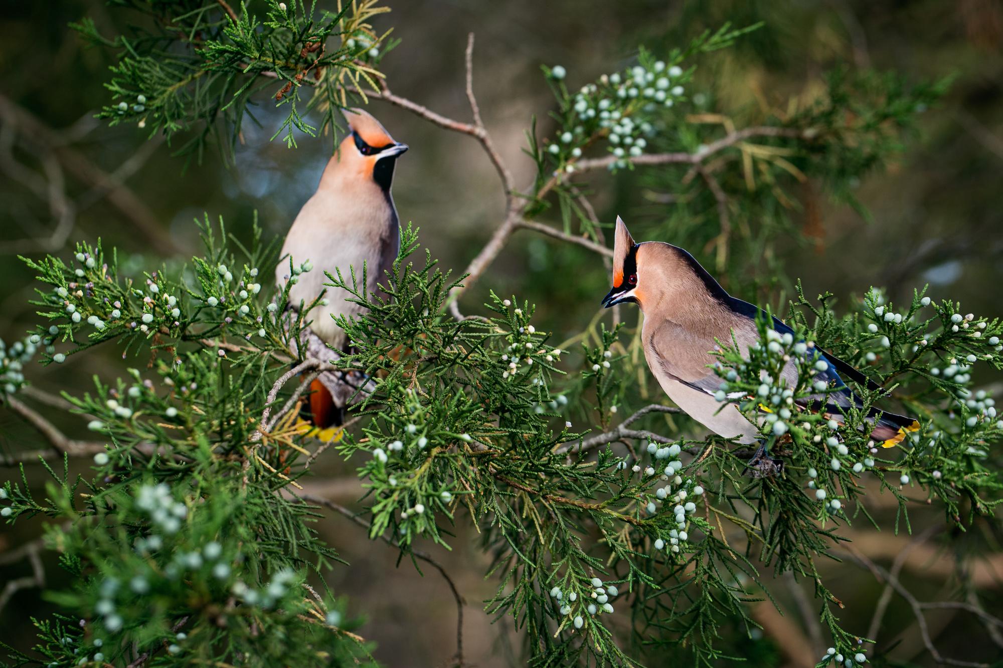 Deux Waxwings bohèmes