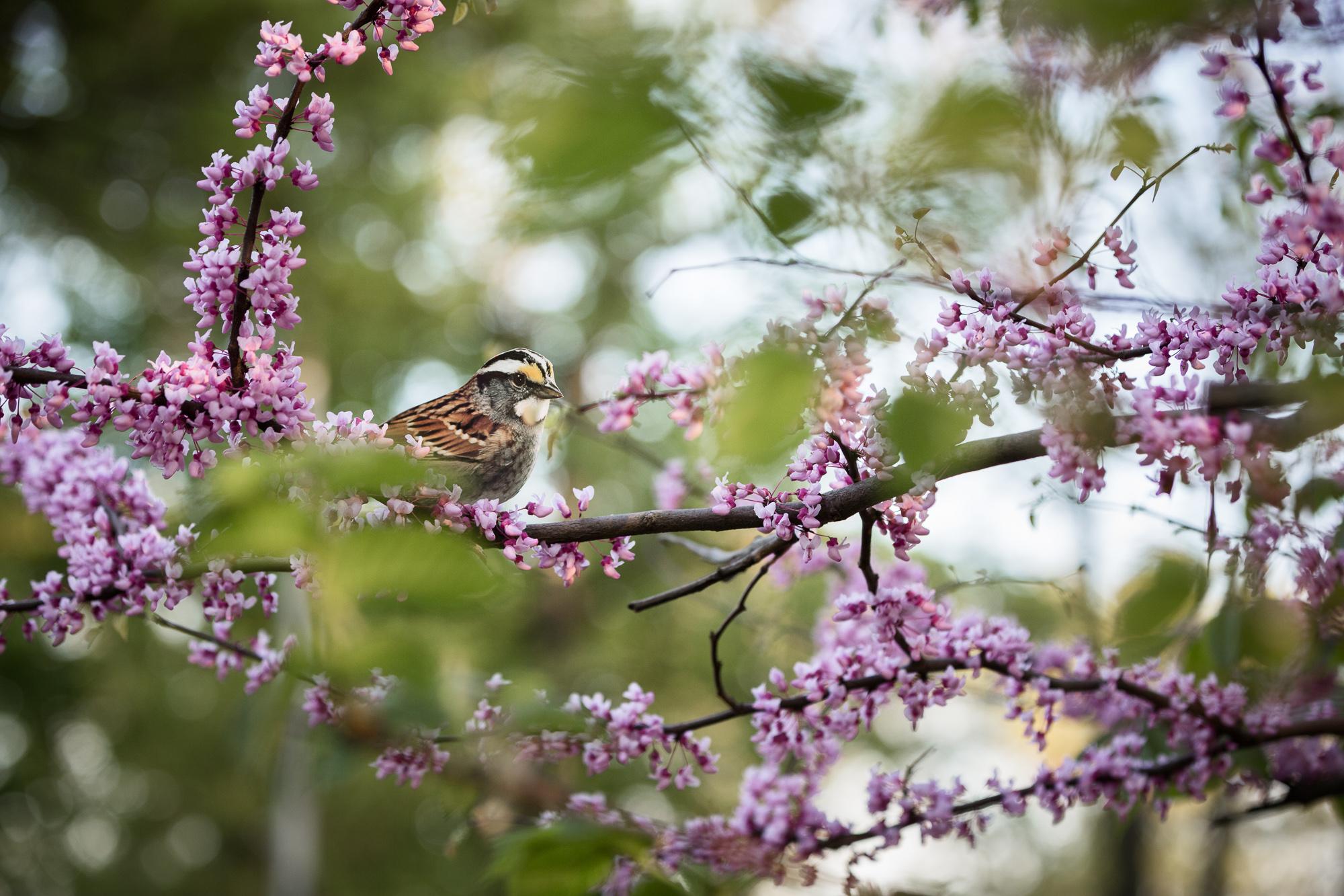 Carolyn Monastra Landscape Photograph - "White-throated Sparrow"