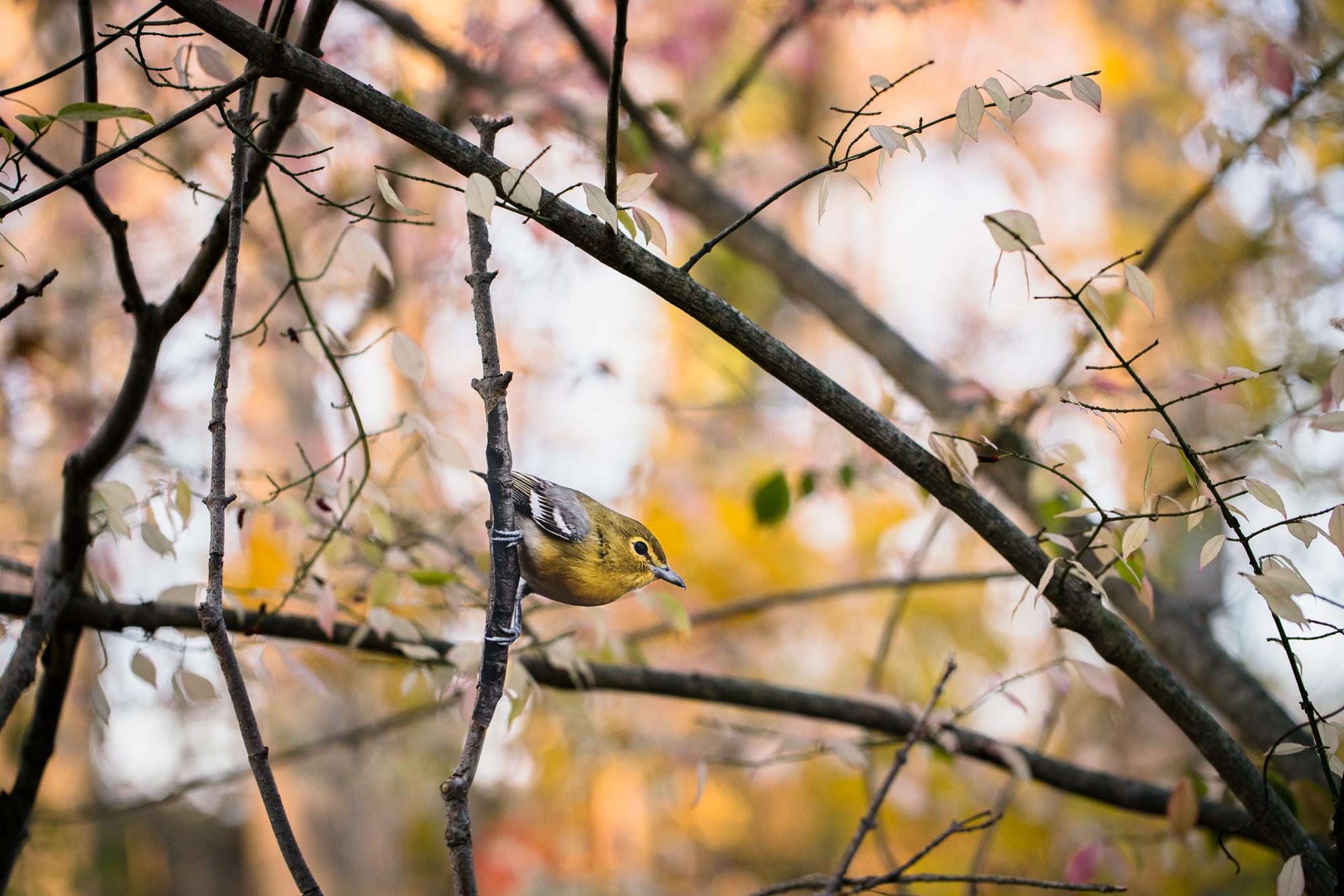 "Vireo de garganta amarilla" - fotografía original de aves de Matt Tillett