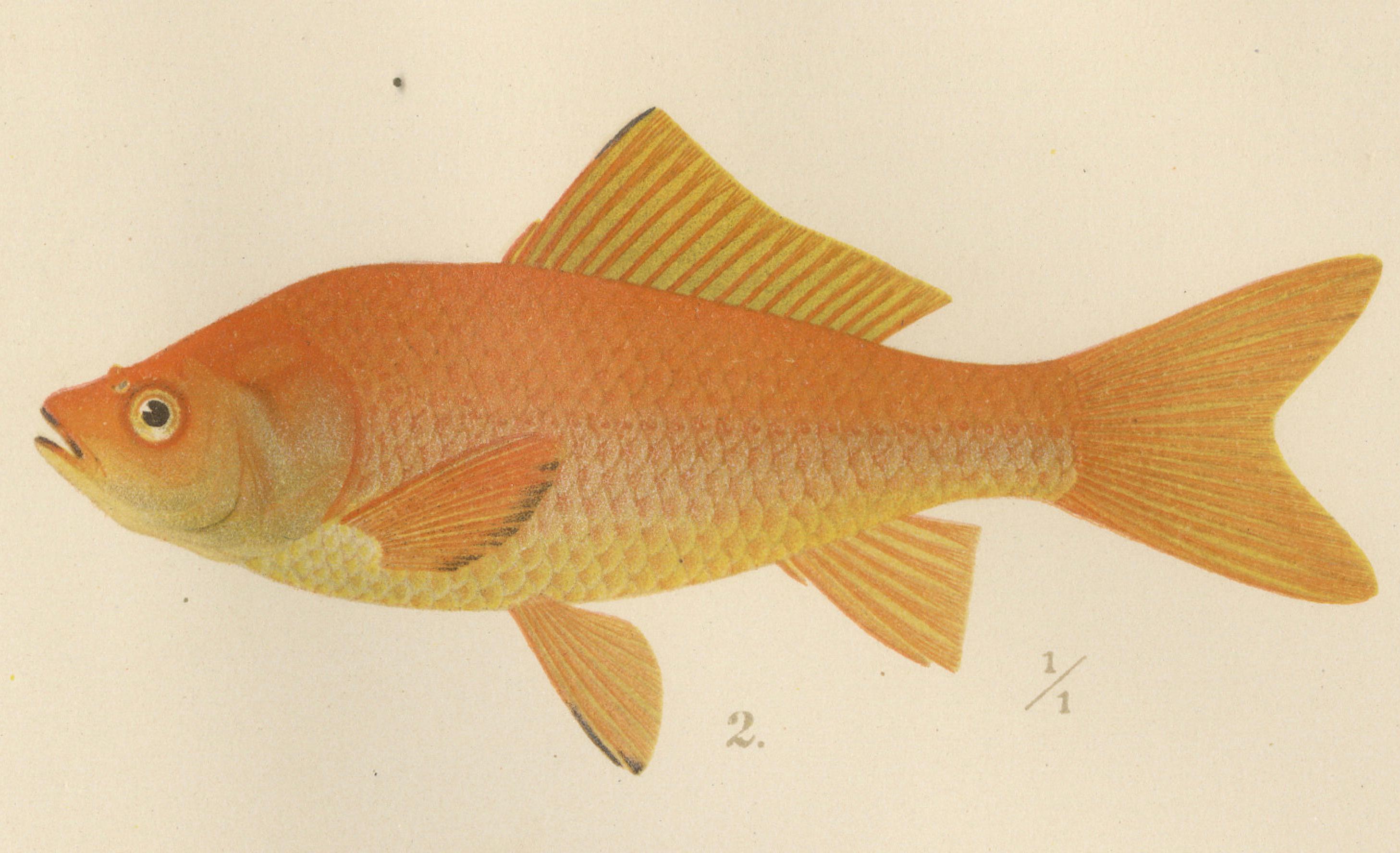 Karpfen, Goldfische und Schmerlen - Lebendige Süßwasserfische aus Skandinavien  

Diese eindrucksvolle Lithografie aus dem 19. Jahrhundert von *Skandinaviens Fiskar* zeigt eine lebendige Auswahl skandinavischer Süßwasserfische: Karpfen (Cyprinus