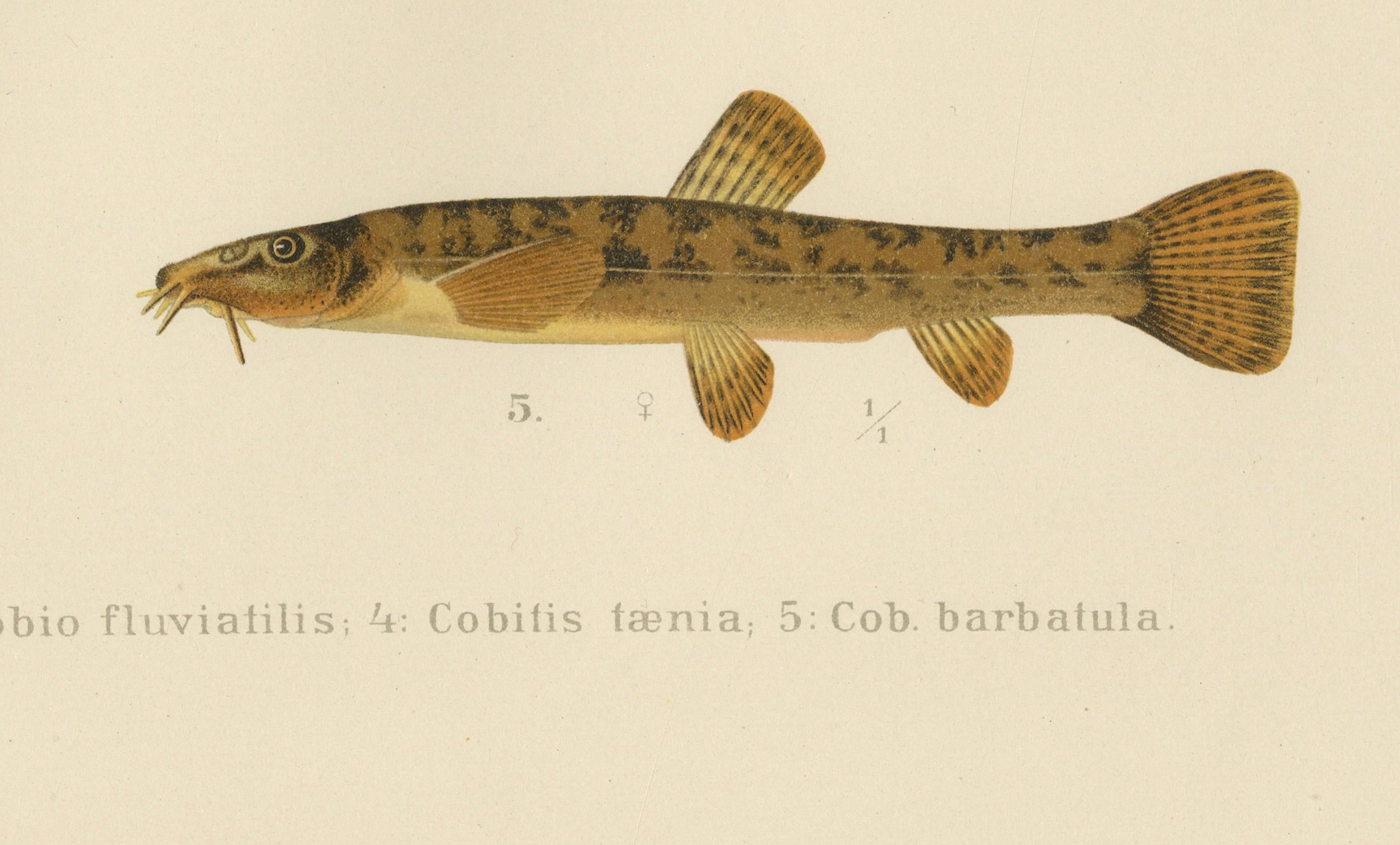 Teppich, Goldfisch und Bohnen – lebhafte Süßwasserfische aus Skandinavien, 1895 im Zustand „Gut“ im Angebot in Langweer, NL