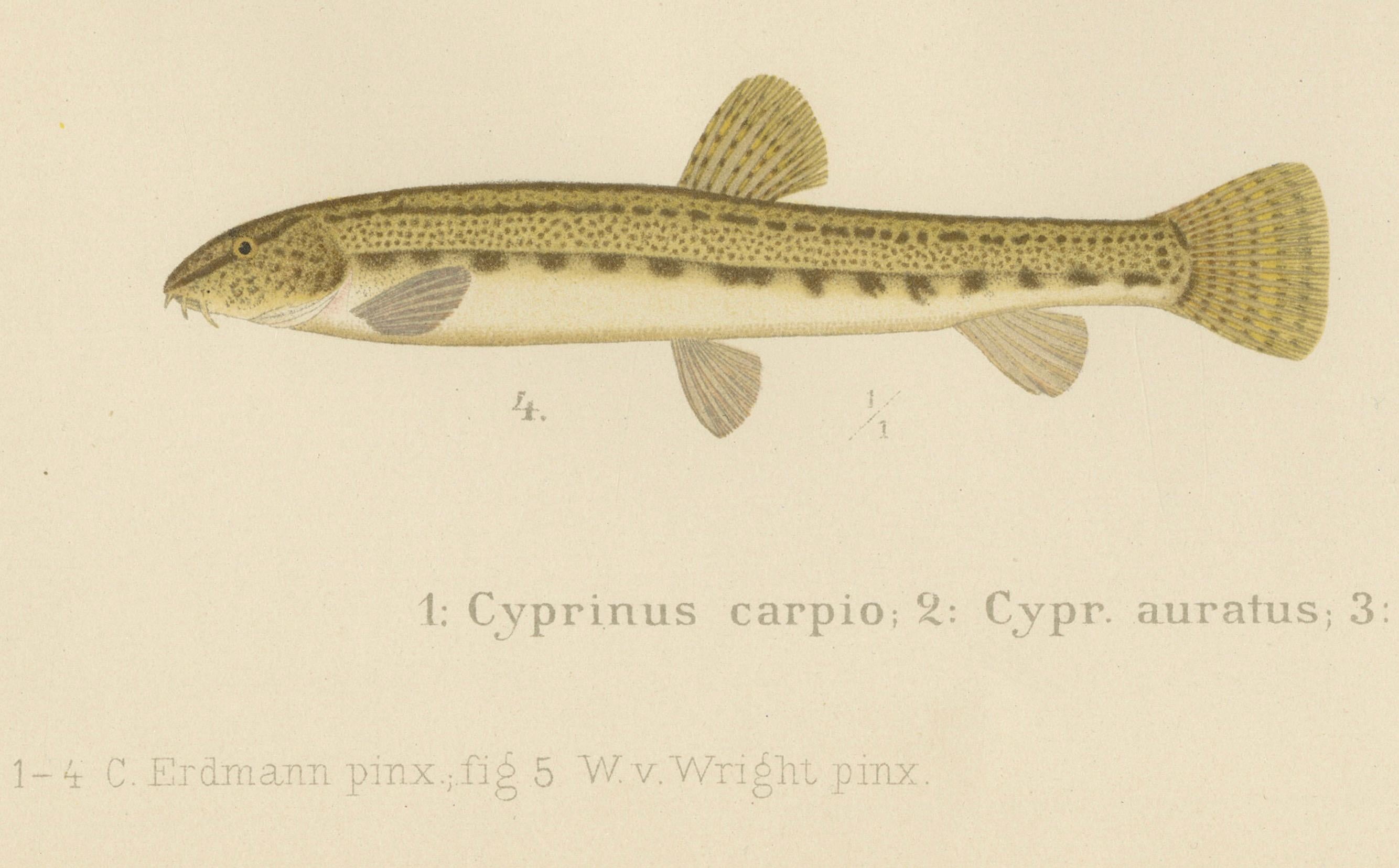 Teppich, Goldfisch und Bohnen – lebhafte Süßwasserfische aus Skandinavien, 1895 (Spätes 19. Jahrhundert) im Angebot