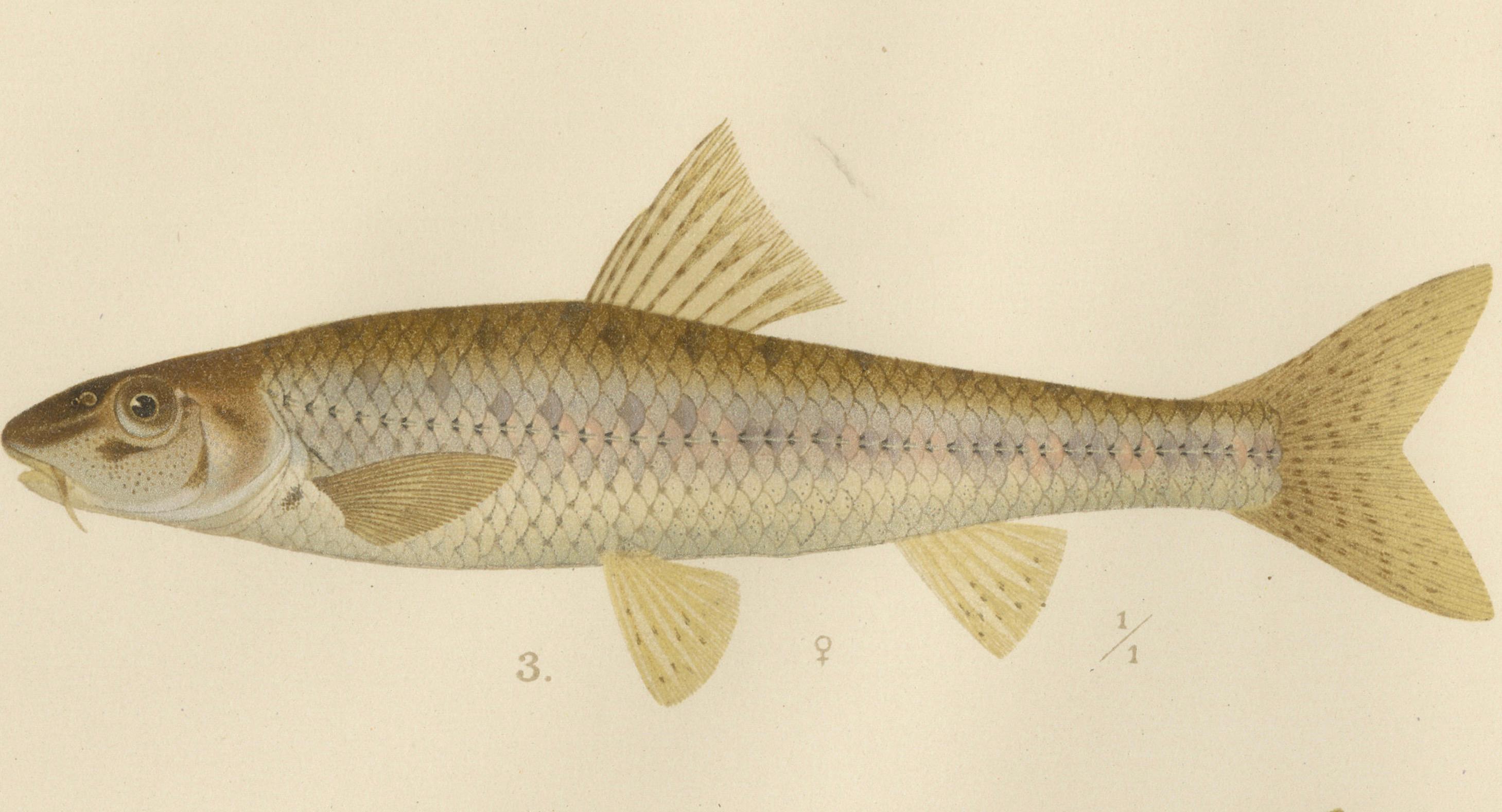 Teppich, Goldfisch und Bohnen – lebhafte Süßwasserfische aus Skandinavien, 1895 (Papier) im Angebot