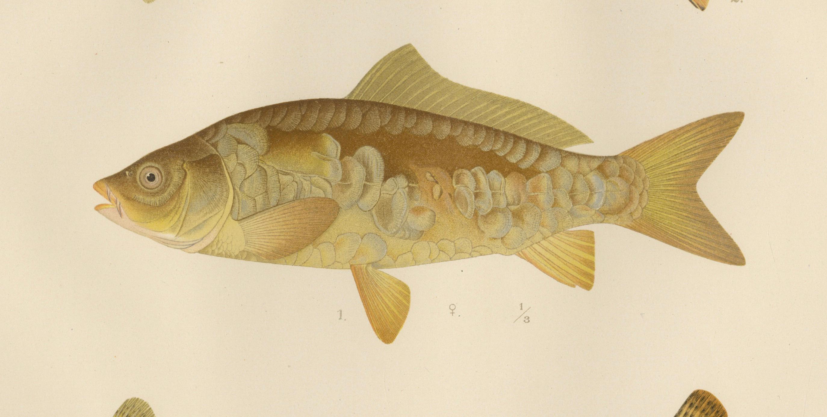 Teppich, Goldfisch und Bohnen – lebhafte Süßwasserfische aus Skandinavien, 1895 im Angebot 1