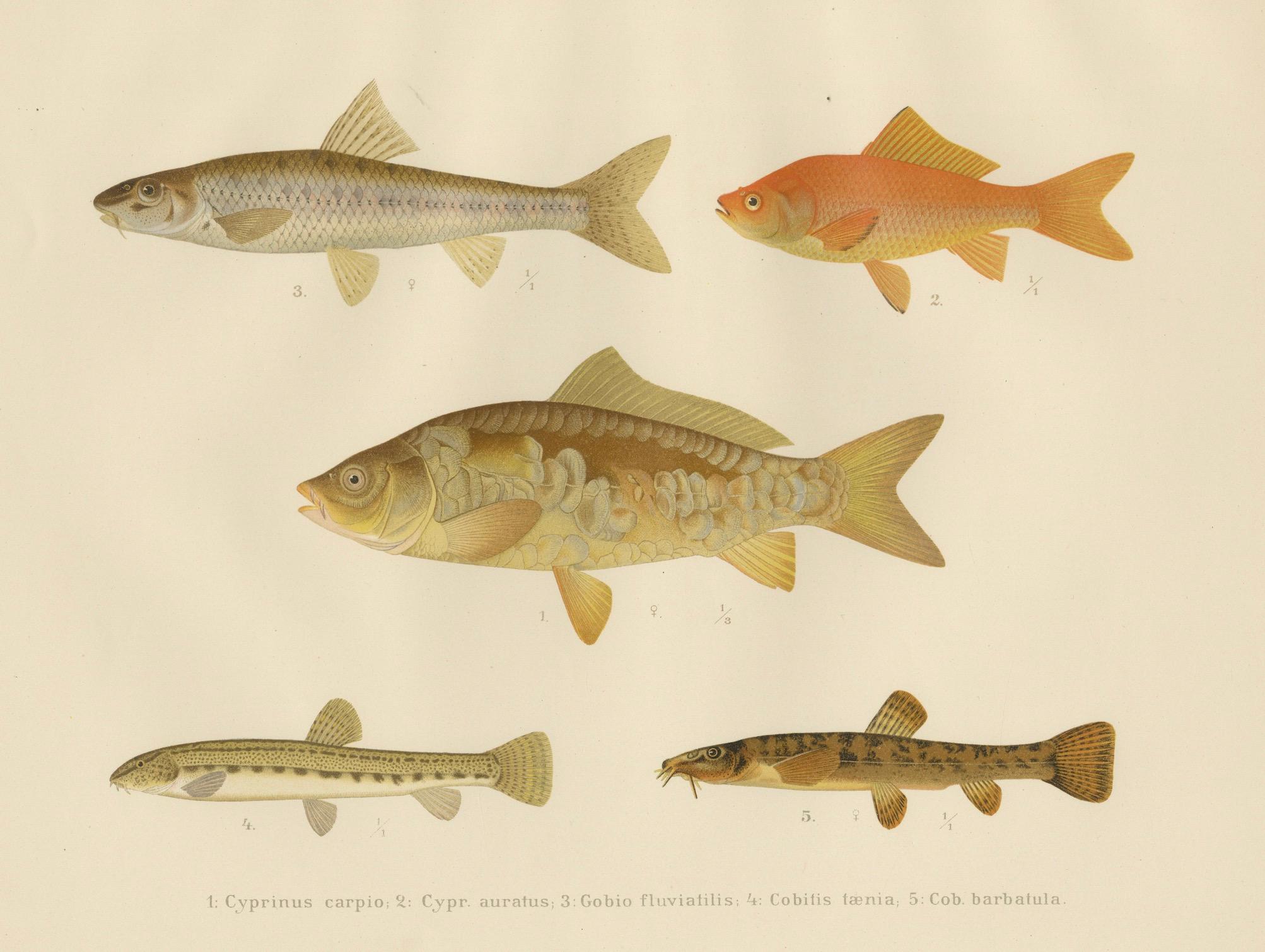 Teppich, Goldfisch und Bohnen – lebhafte Süßwasserfische aus Skandinavien, 1895 im Angebot 2