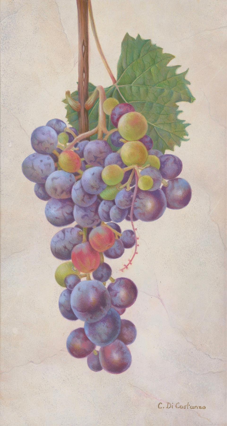 Ischia Grapes