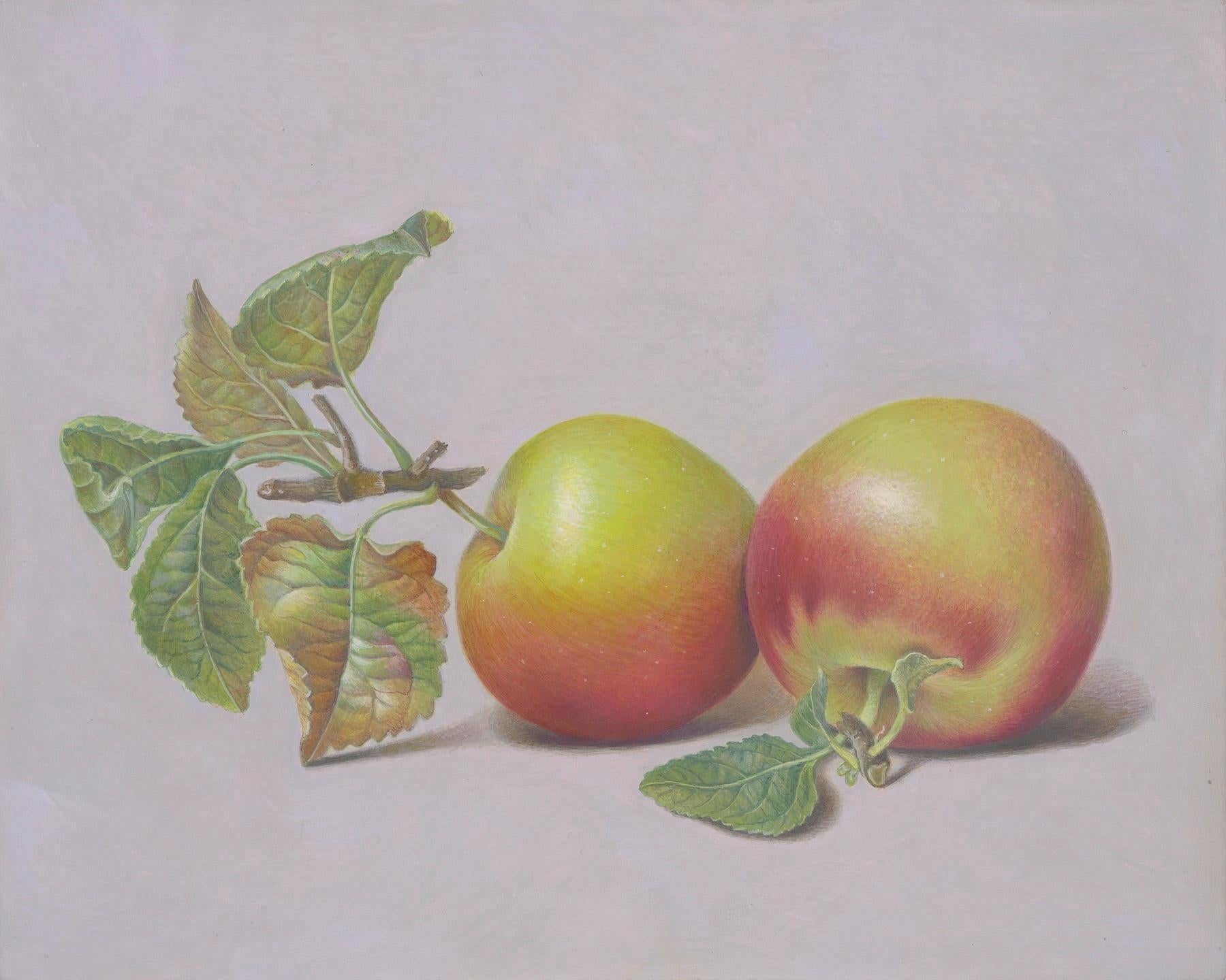 Carrie Di Costanzo Still-Life Painting - Two Apples