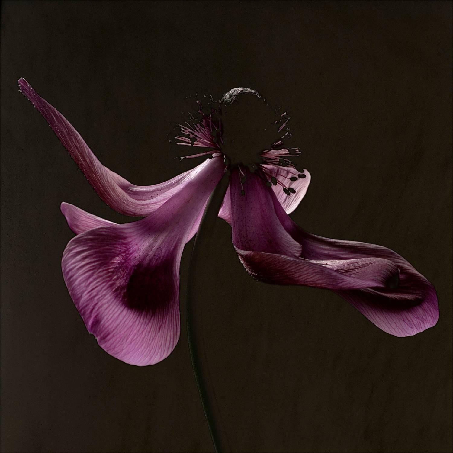 Carsten Witte Still-Life Photograph - Anemone - #2 of 5