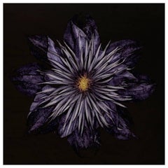 Clematis - #2 di 5
