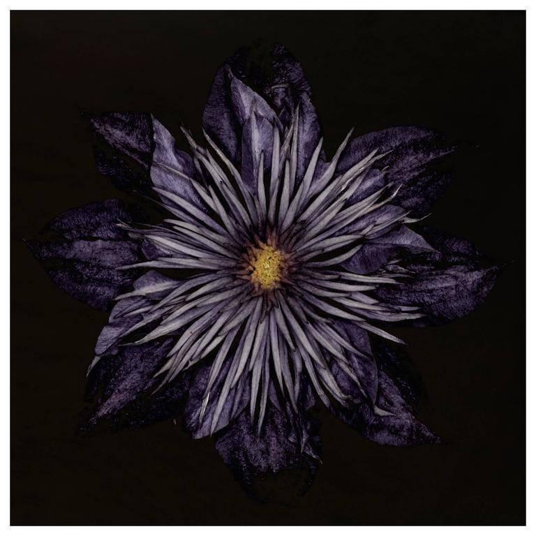 Carsten Witte Still-Life Photograph - Clematis - #2 of 5