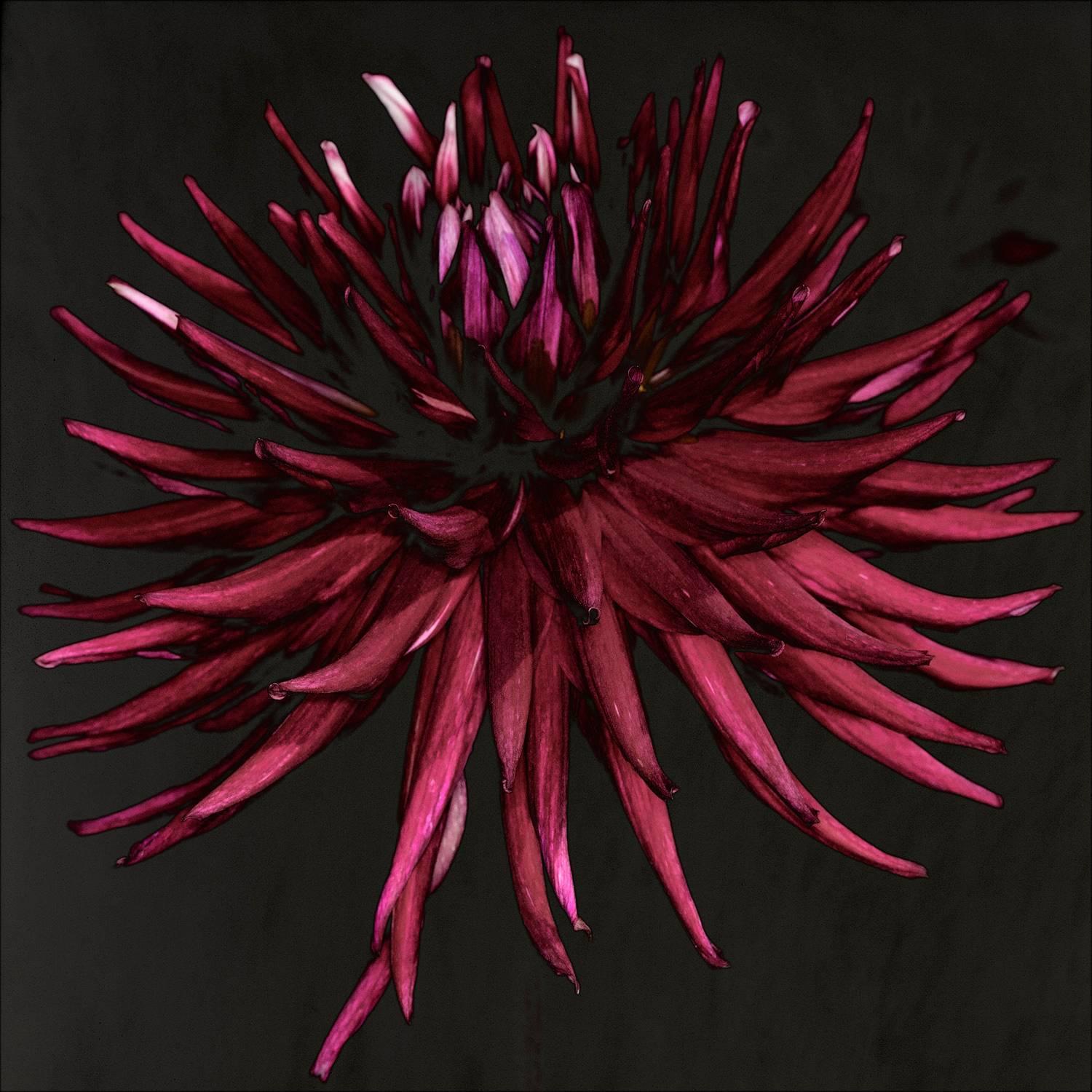 Star Dahlia - #2 of 5 - Photograph by Carsten Witte