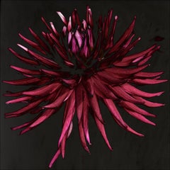 Star Dahlia - #2 di 5