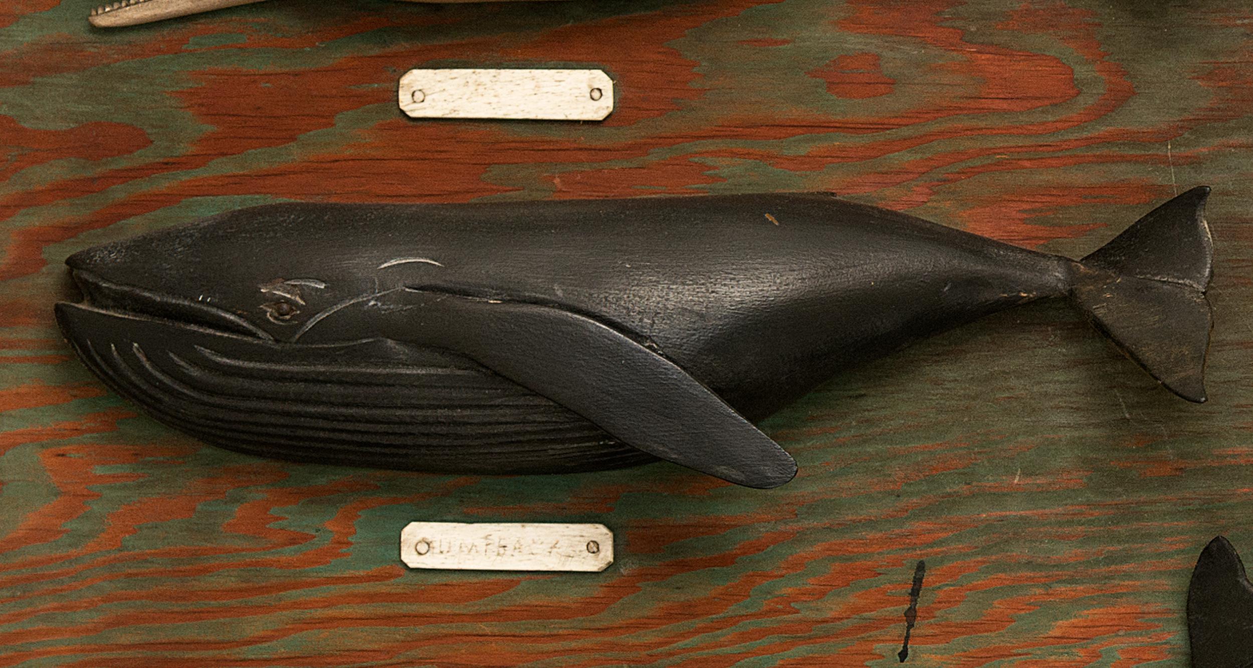 whale board