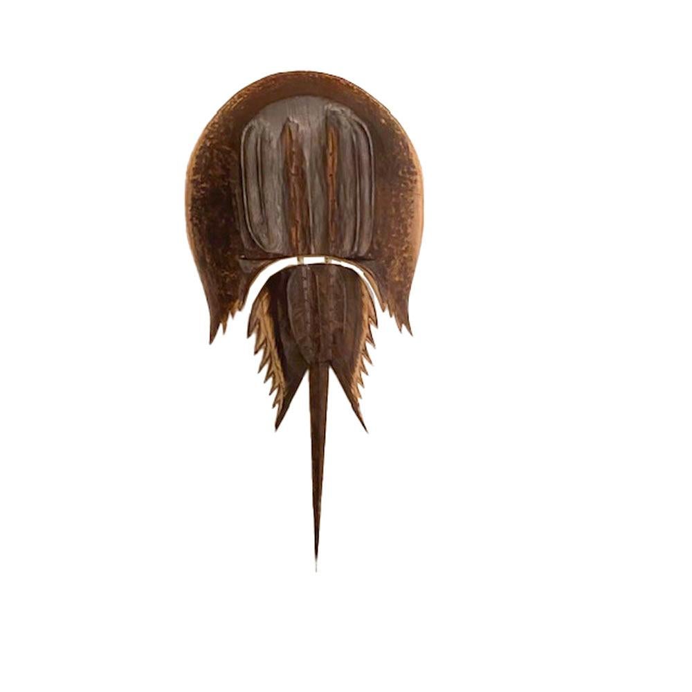 Folk Art carved and stained wood, large scale articulated model of a horseshoe crab. Stained brown fading to tan around the edges and hinged between the upper and lower shell segments.