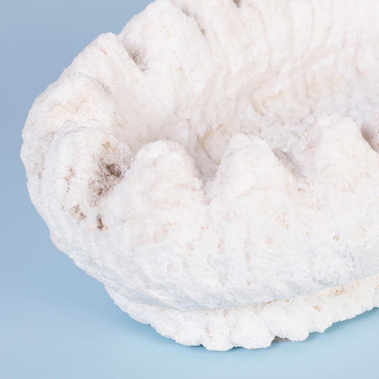 Carved Coral Bowl or Planter For Sale at 1stDibs