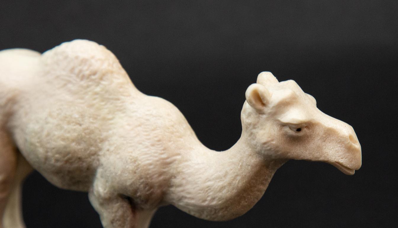 Carved moose antler camel. Detailed moose antler carving of a camel, from Indonesia. This is a one of a kind object. The moose antler was sourced in North America and then sent to Asia for carving. Quality of ivory, but with sustainability, as the