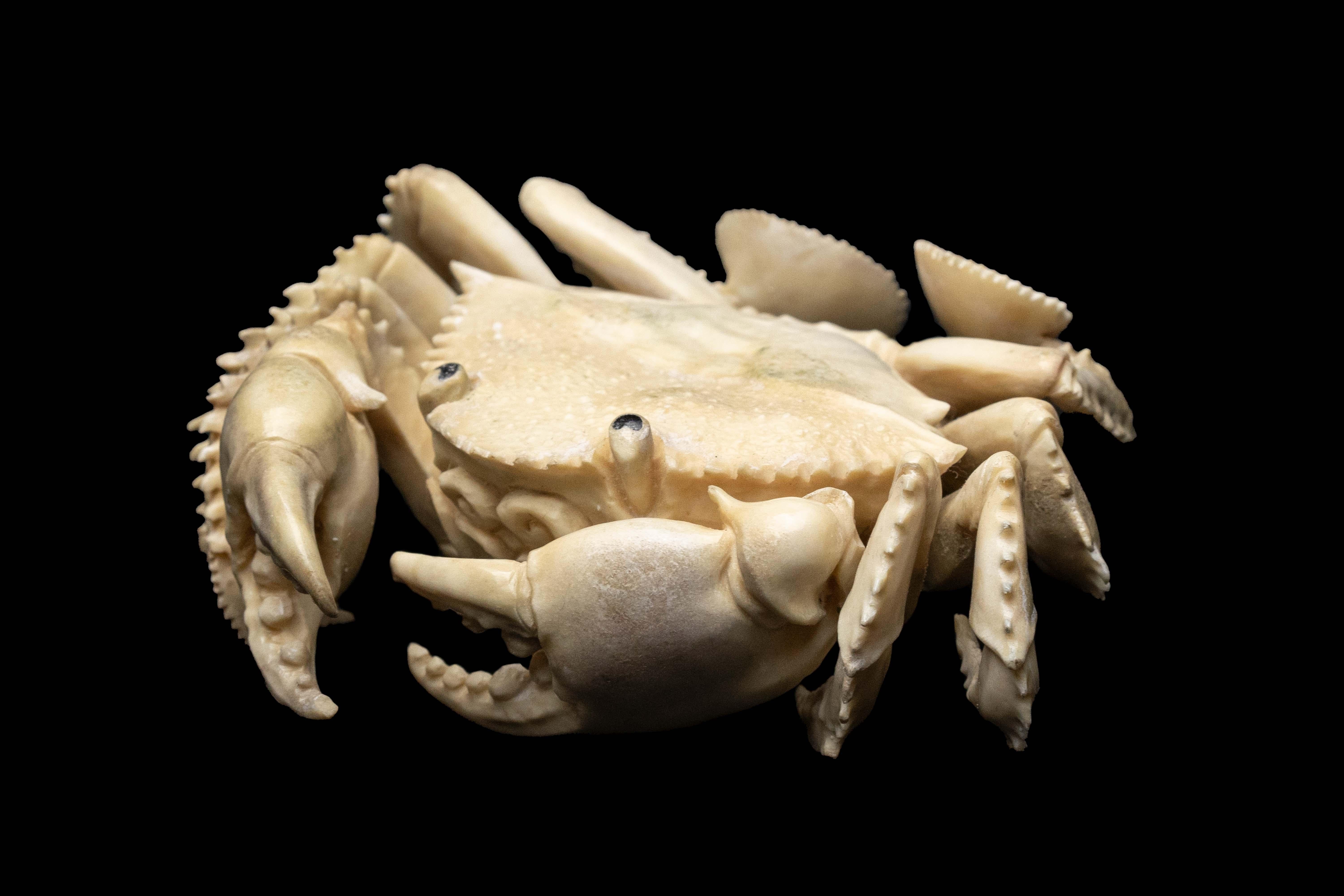 Carved moose antler crab. Detailed moose antler carving of a Crab, from Indonesia. This is a one of a kind object. The moose antler was sourced in North America and then sent to Asia for carving. Quality of ivory, but with sustainability, as the