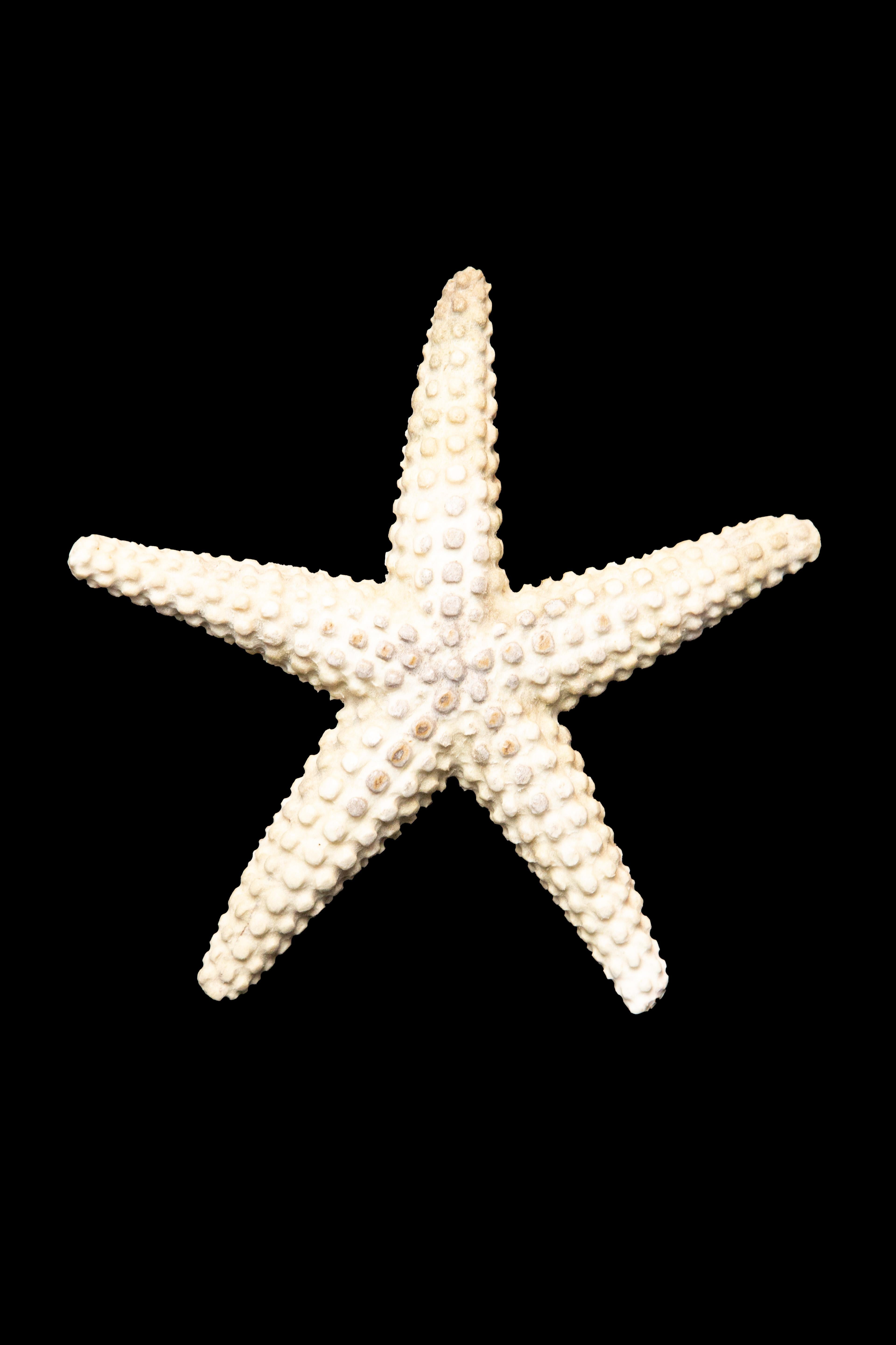 Carved moose antler starfish

The moose antler was sourced in North America and carved in Indonesia. Quality of ivory, but with sustainability, as the moose naturally shed their antlers.

Measures approximately: 8