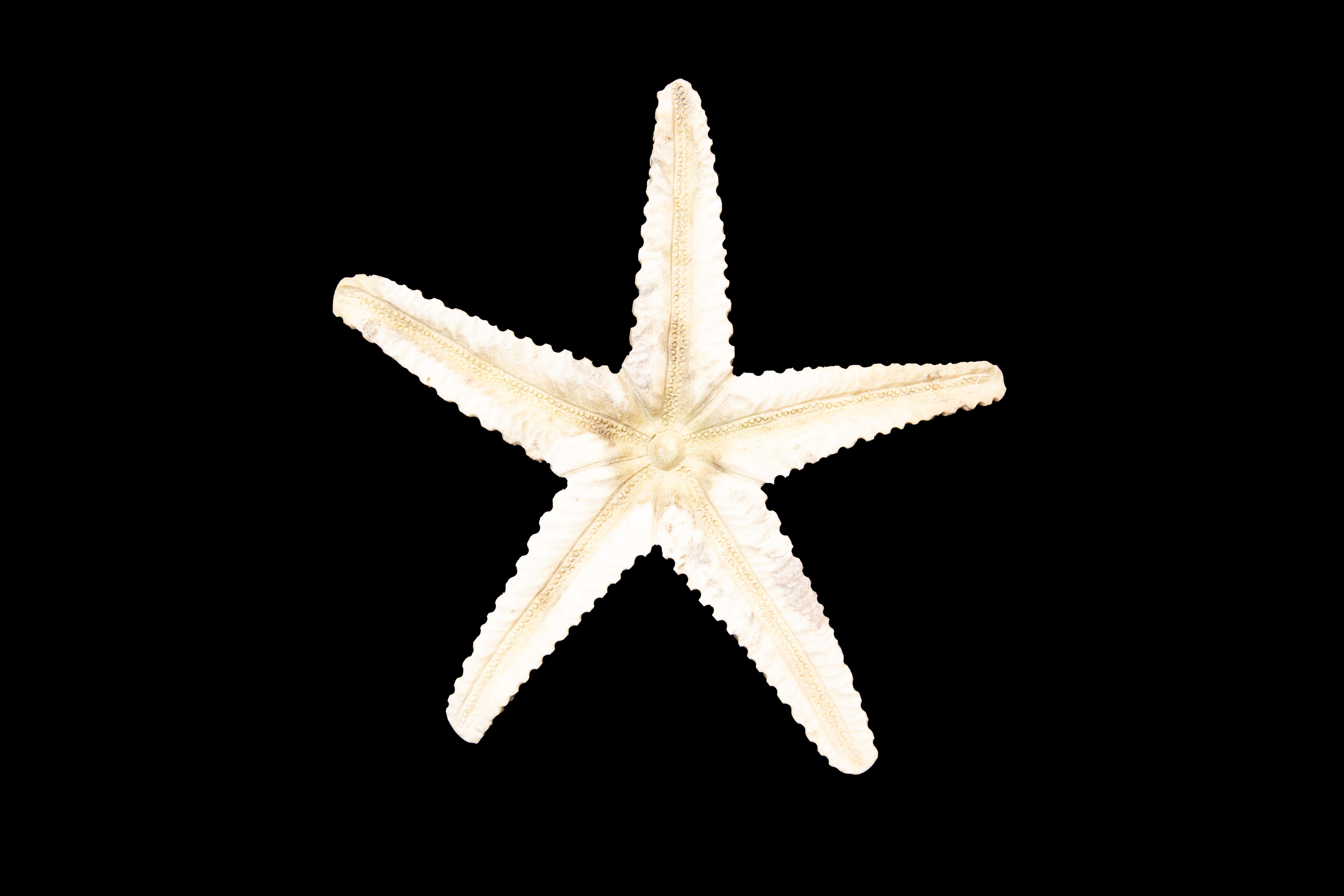 Carved Moose Antler Starfish In New Condition In New York, NY
