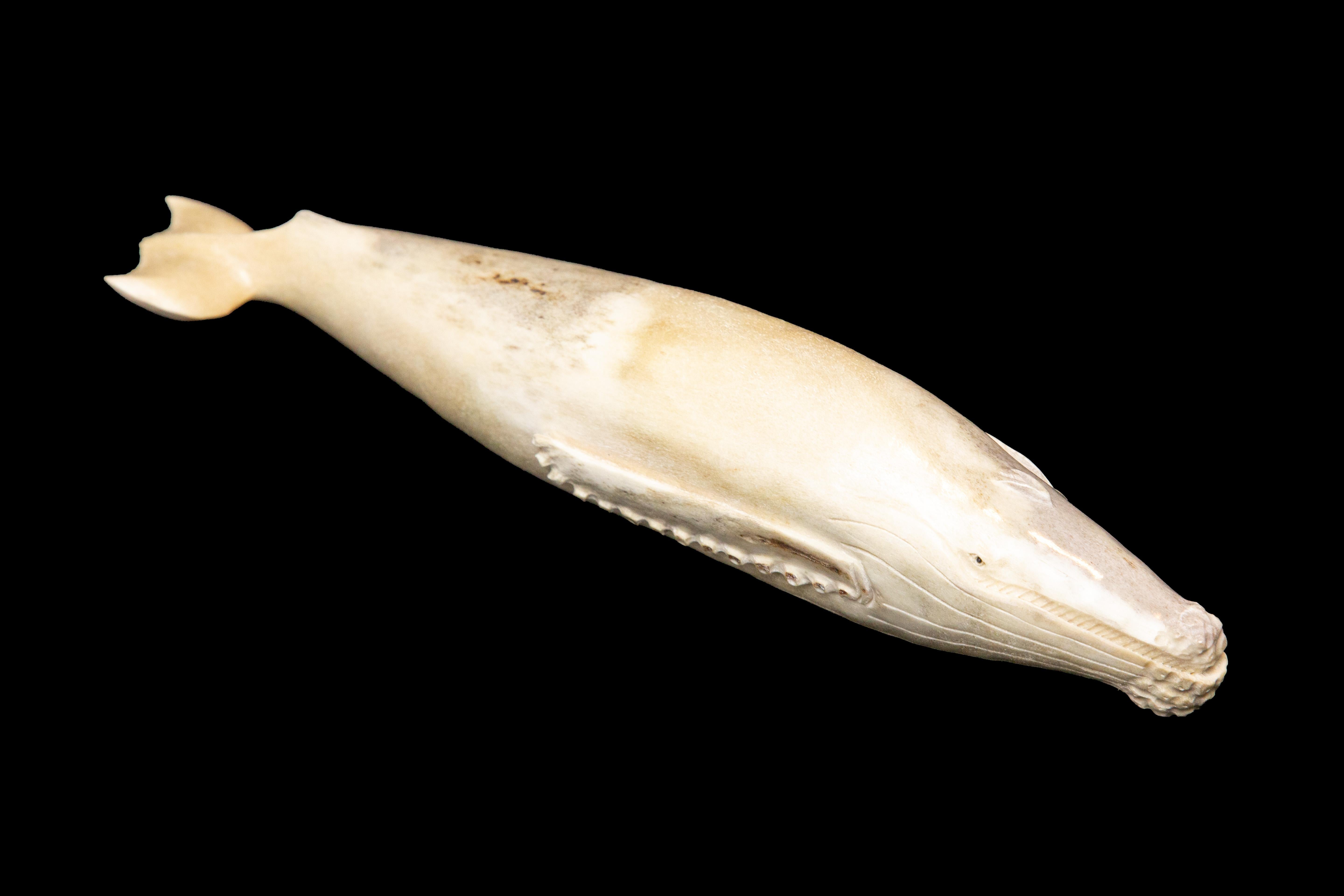 Carved Moose Antler Whale

The moose antler was sourced in North America and carved in Indonesia. Quality of ivory, but with sustainability, as the moose naturally shed their antlers.

Measures Approximately: 11.5