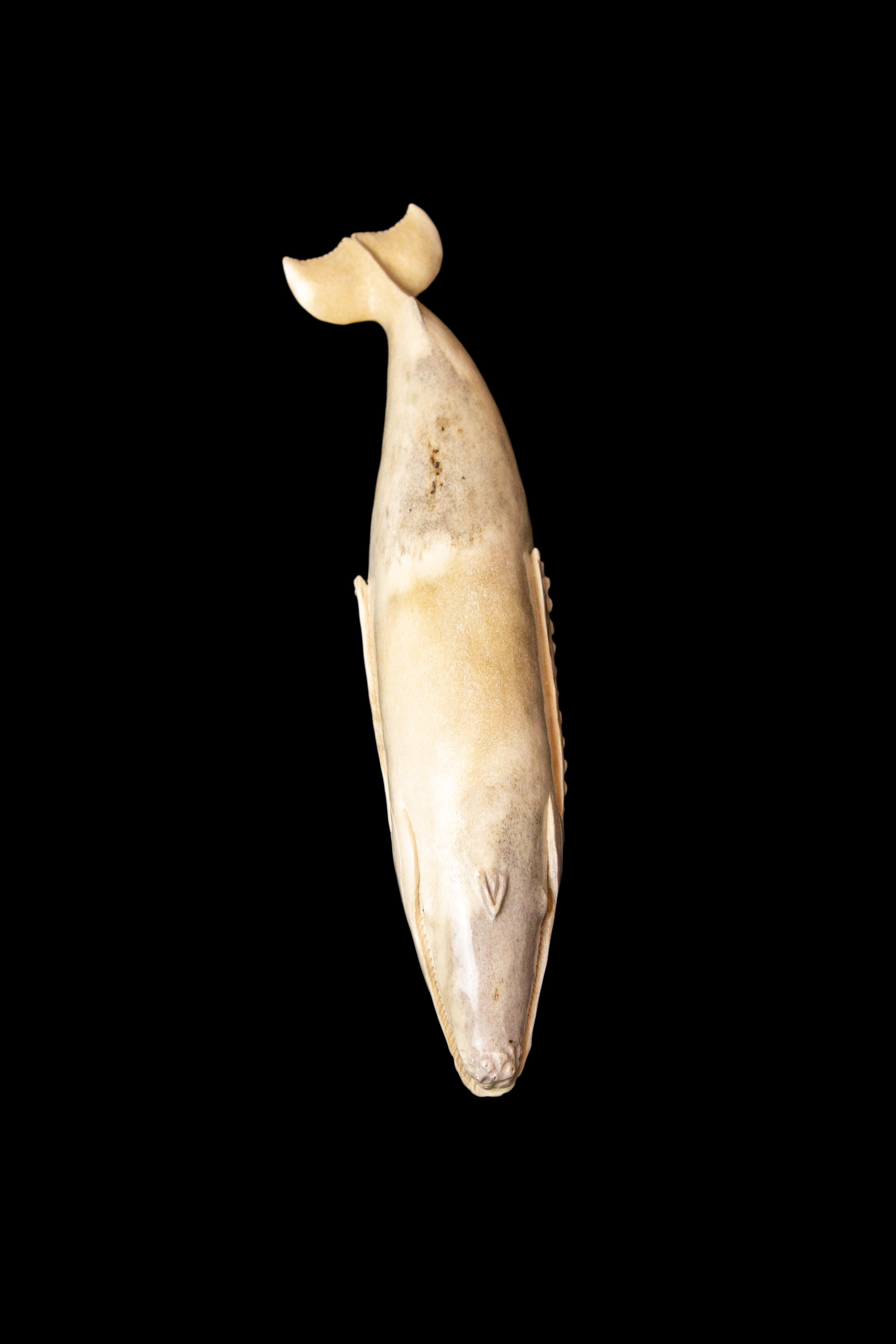 Contemporary Carved Moose Antler Whale