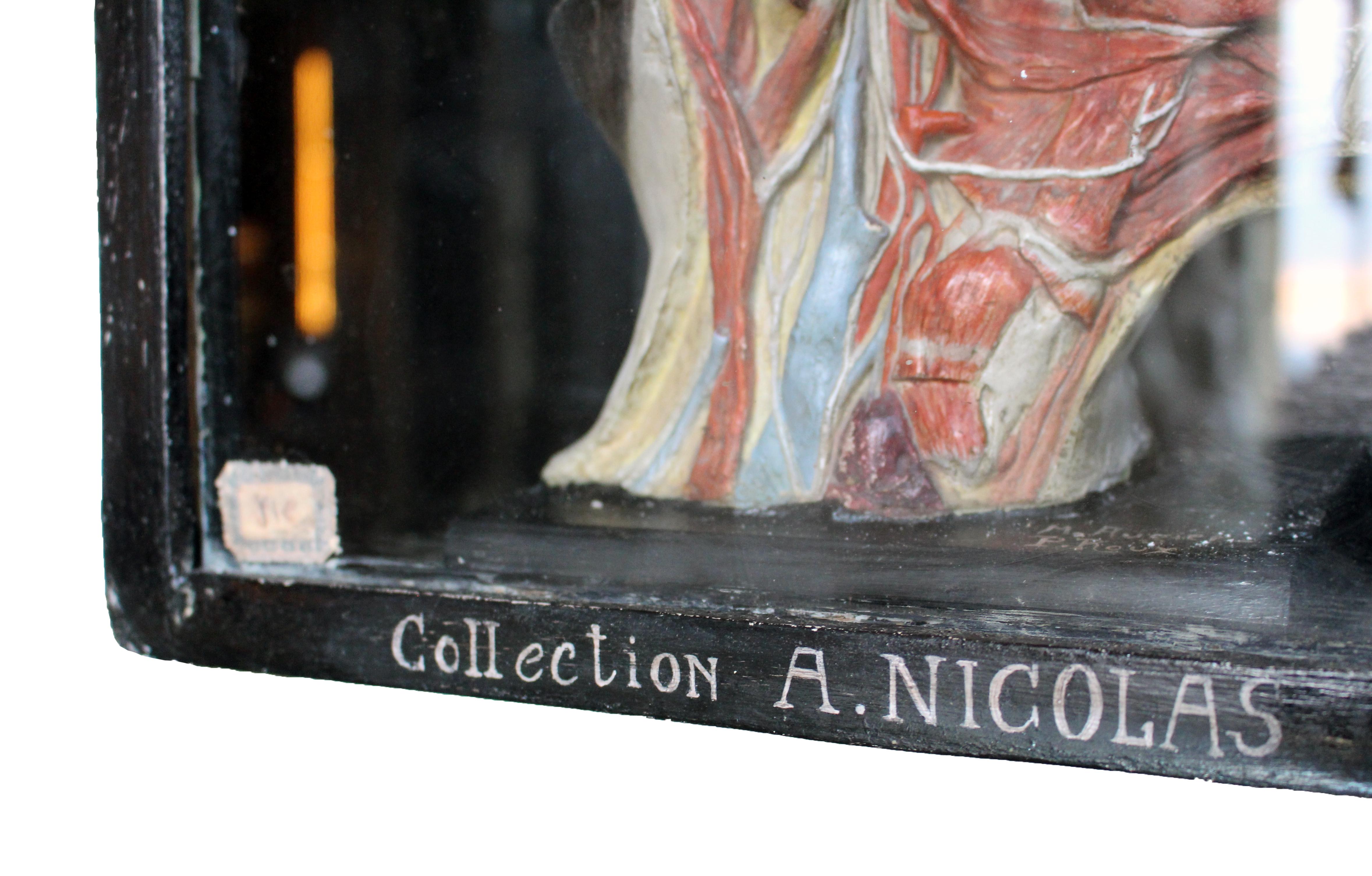 Carved Scientific Display by A. Nicholas In Good Condition In Oxfordshire, GB