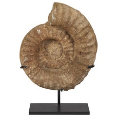 Carved Stone Fragment of Shell on Stand