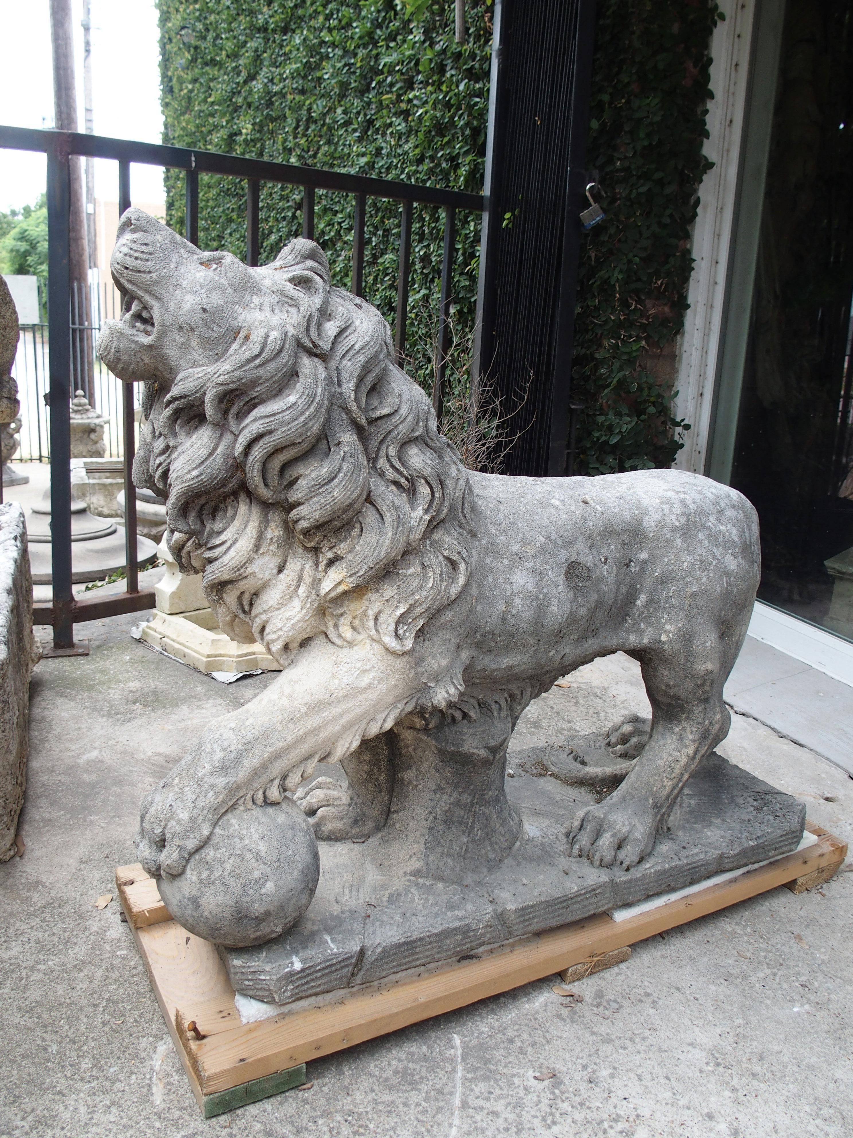 This handsome version of the Medici Lion with his paw on a ball has been carved out of a Northern Italian limestone called Vicenza. Ferdinando I de' Medici requested two lions for his garden staircase at his Tuscan villa in the 16th century. One of