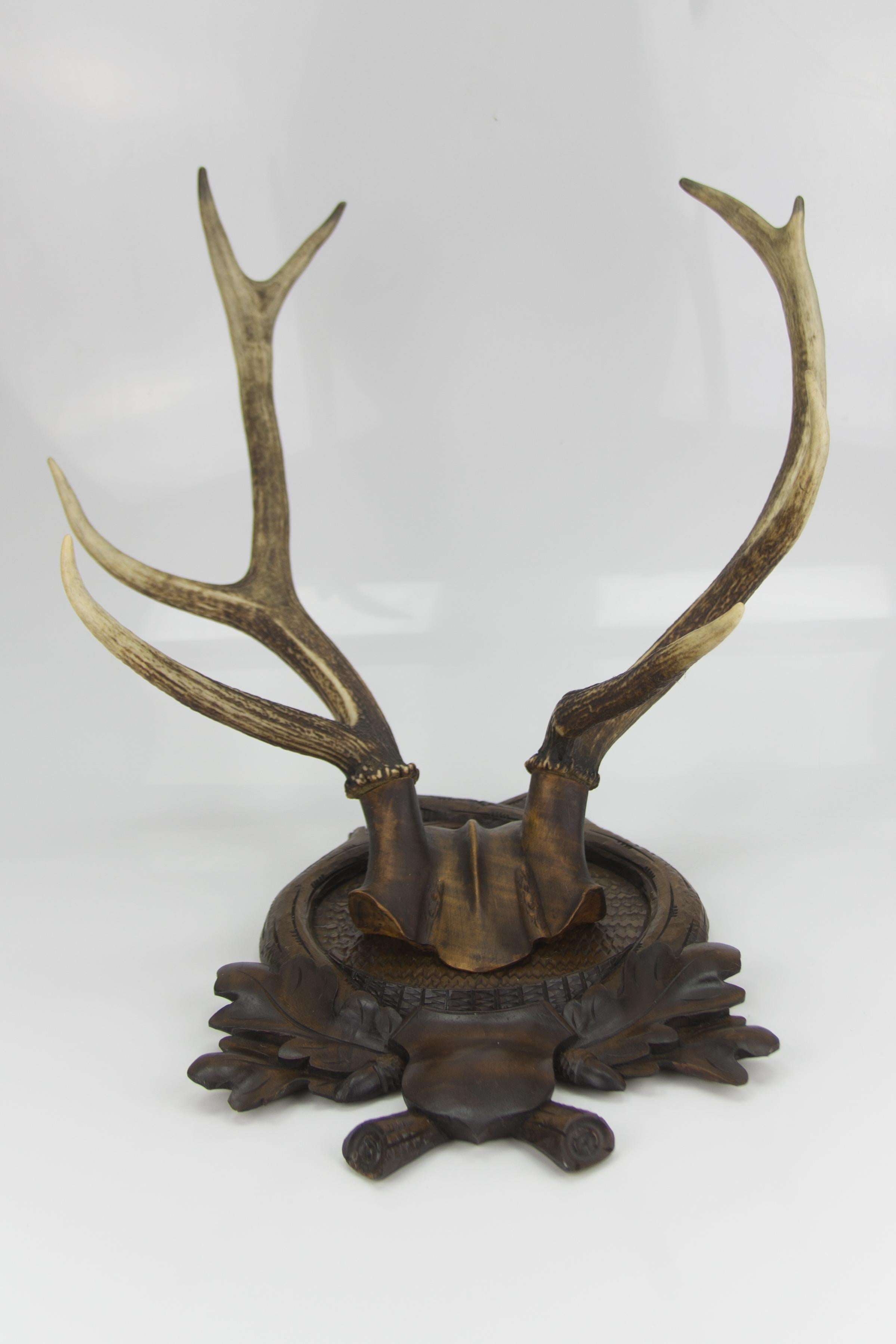 Carved Trophy Board with Eight Point Antlers, Germany, Late 19th Century 10
