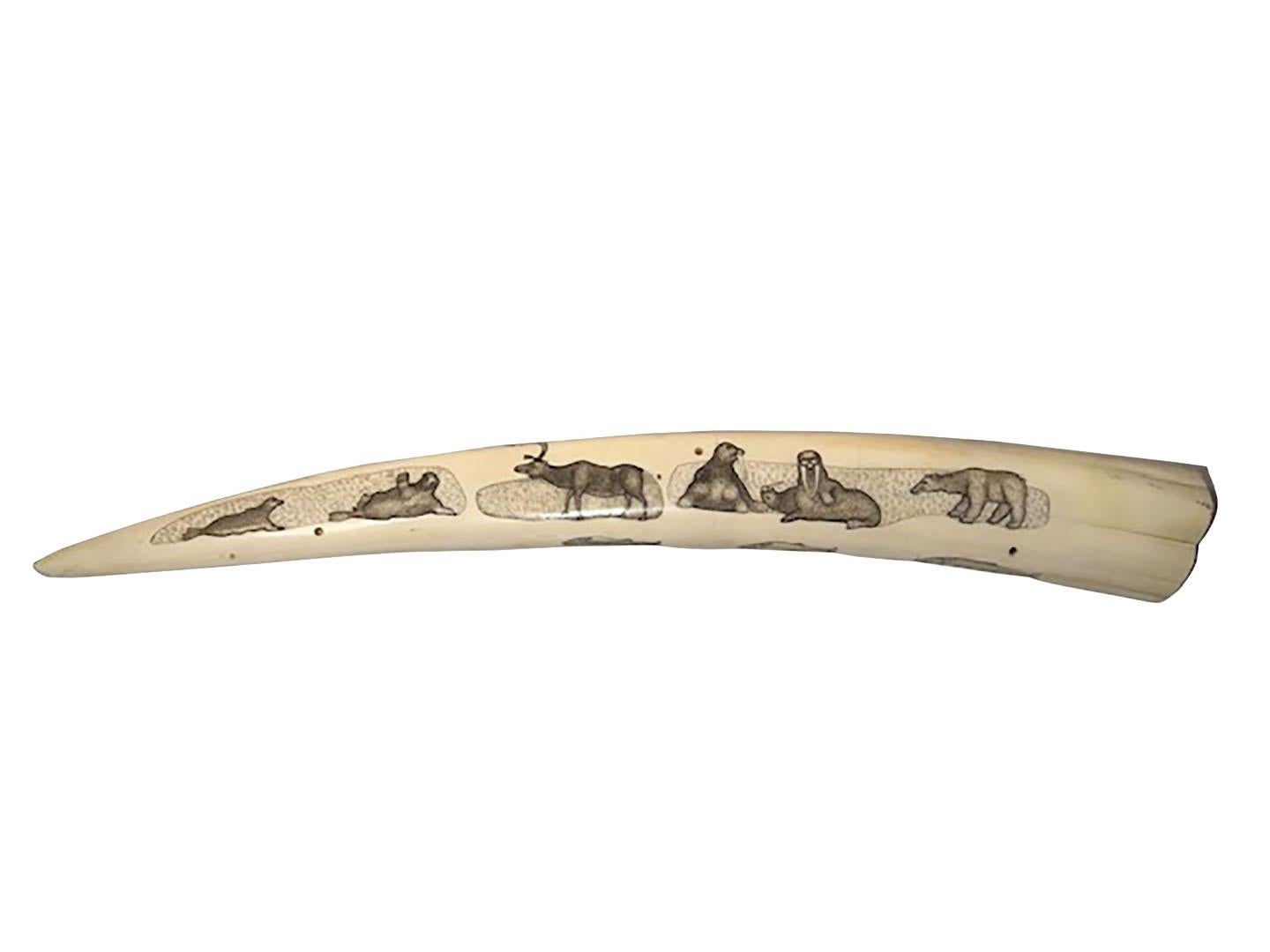 A carved Walrus tusk scrimshaw cribbage game with eight carved heads with tusks in relief. Inked decorations throughout. Some professional restoration but no damage to the eight heads with tusks, circa 1920.