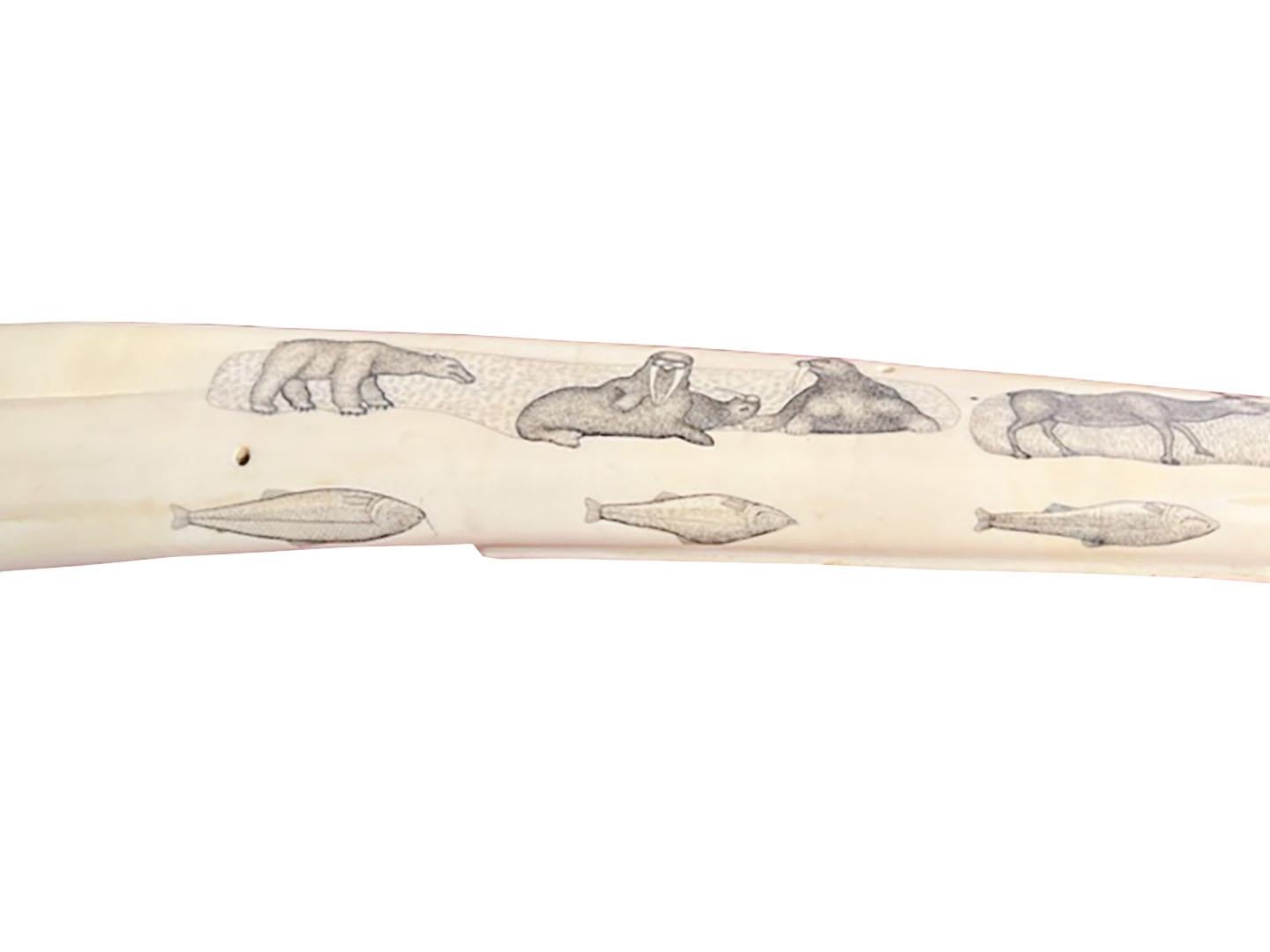 walrus tusk cribbage board value